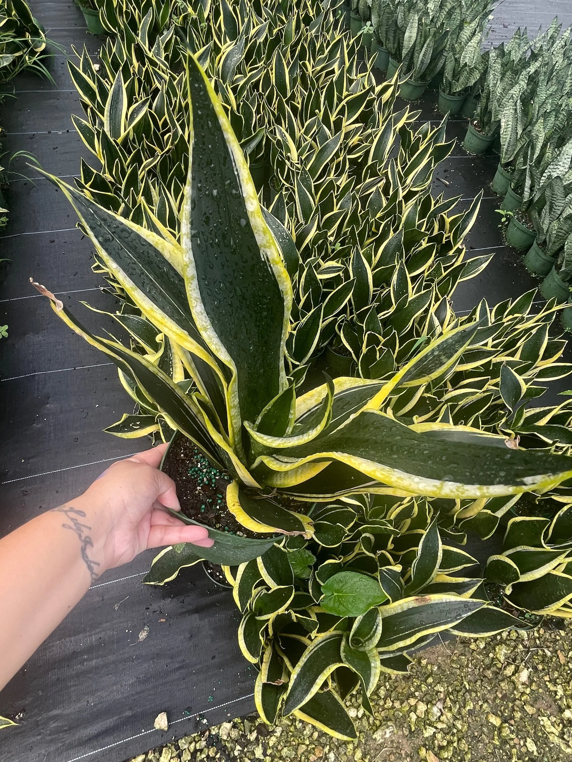 5D30714E-4821-4C94-82B5-500E55EF9603