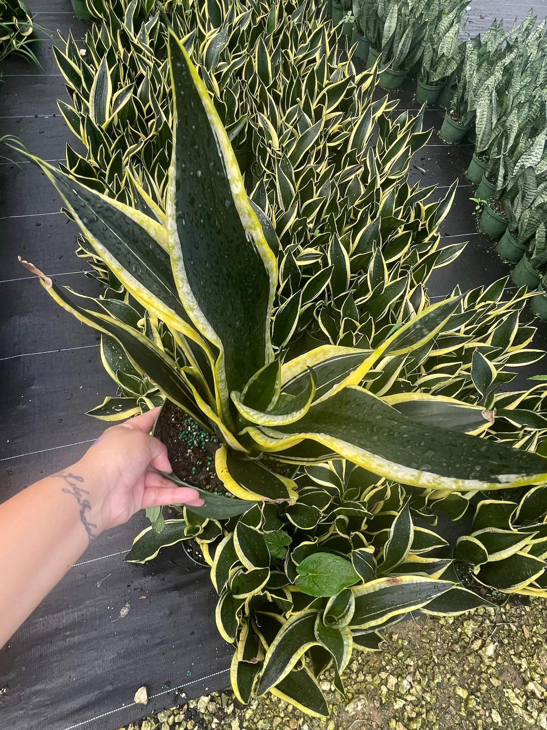 78C8AF2E-49A2-45FF-BCF8-D0C95193504B