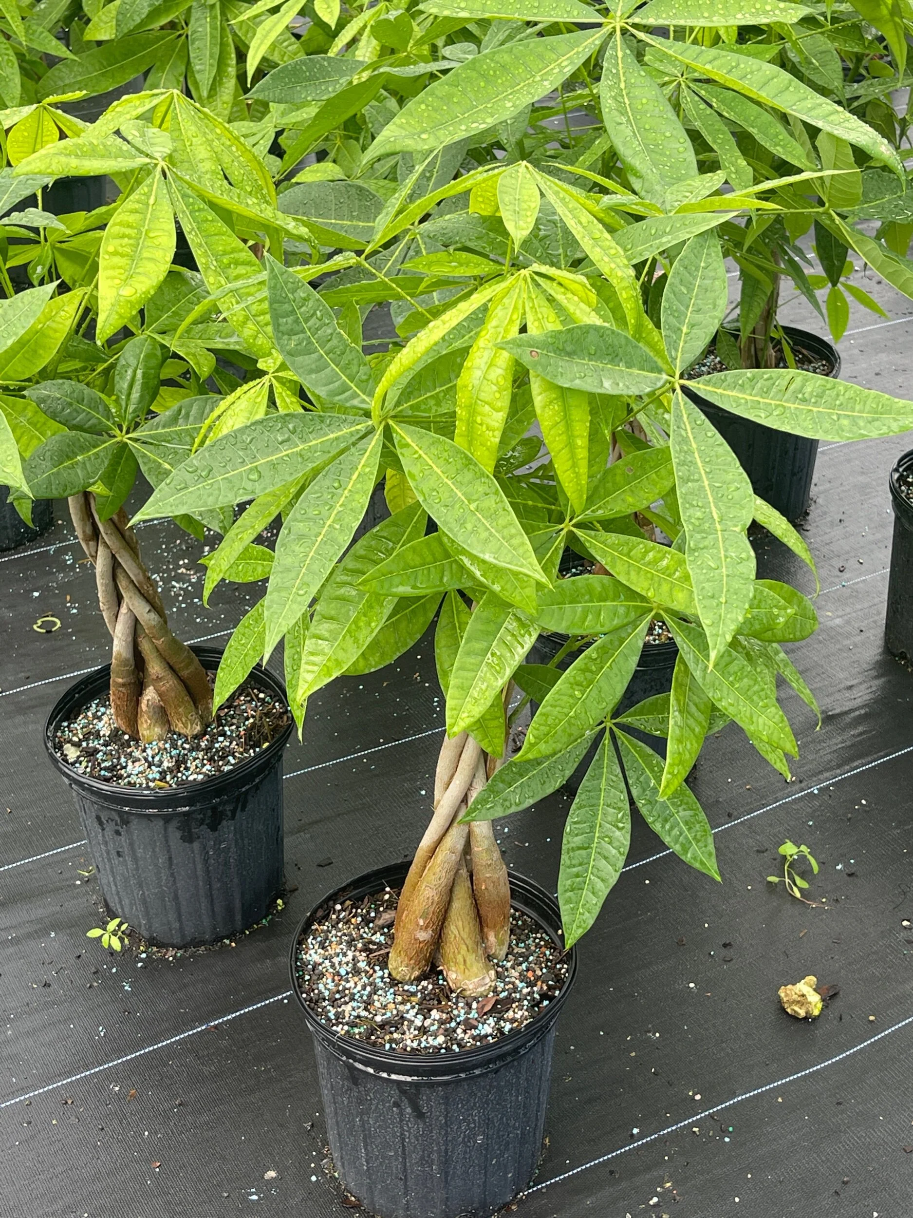 81298EE8-859A-4F1C-8404-EE3CC8C75238