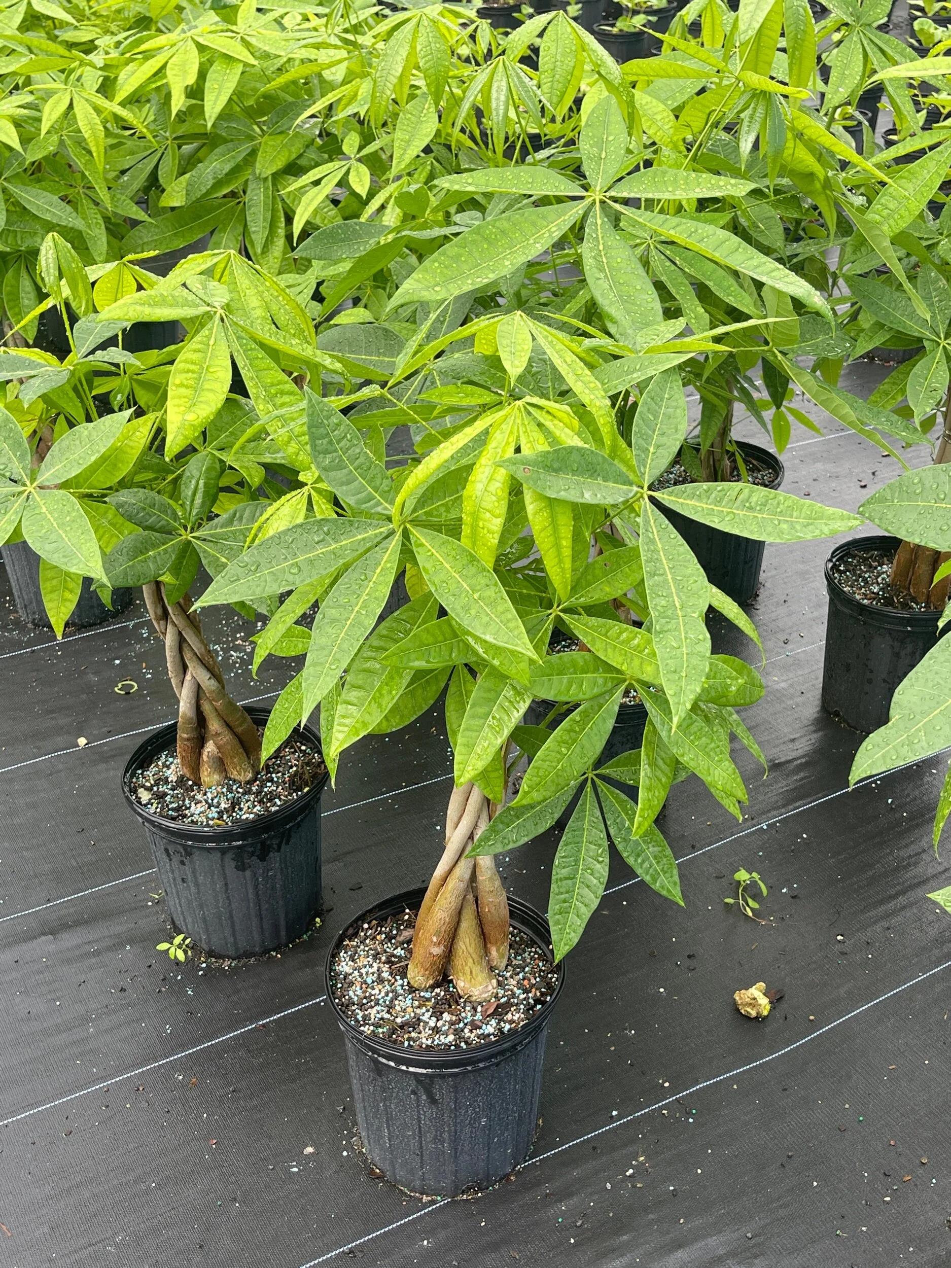 551FA496-F30F-4868-A182-F391430700CB