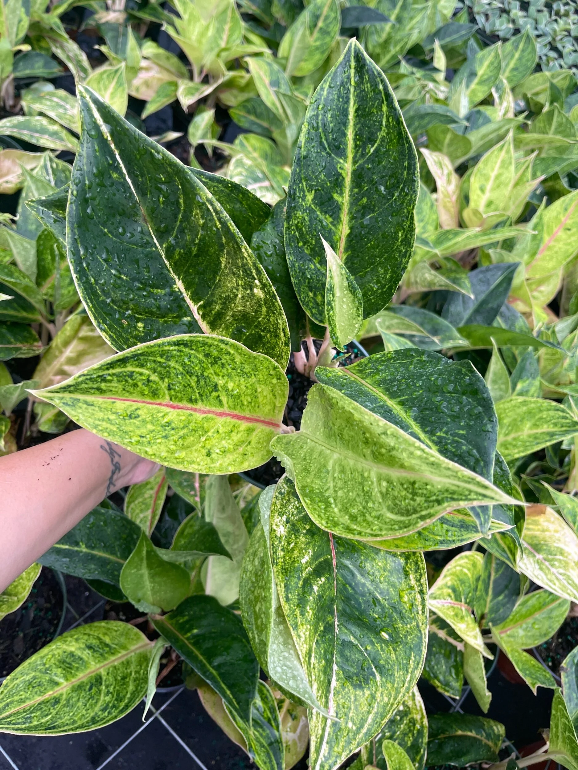 C2381D7E-F6F4-4E23-AF19-B1573CE59BD7