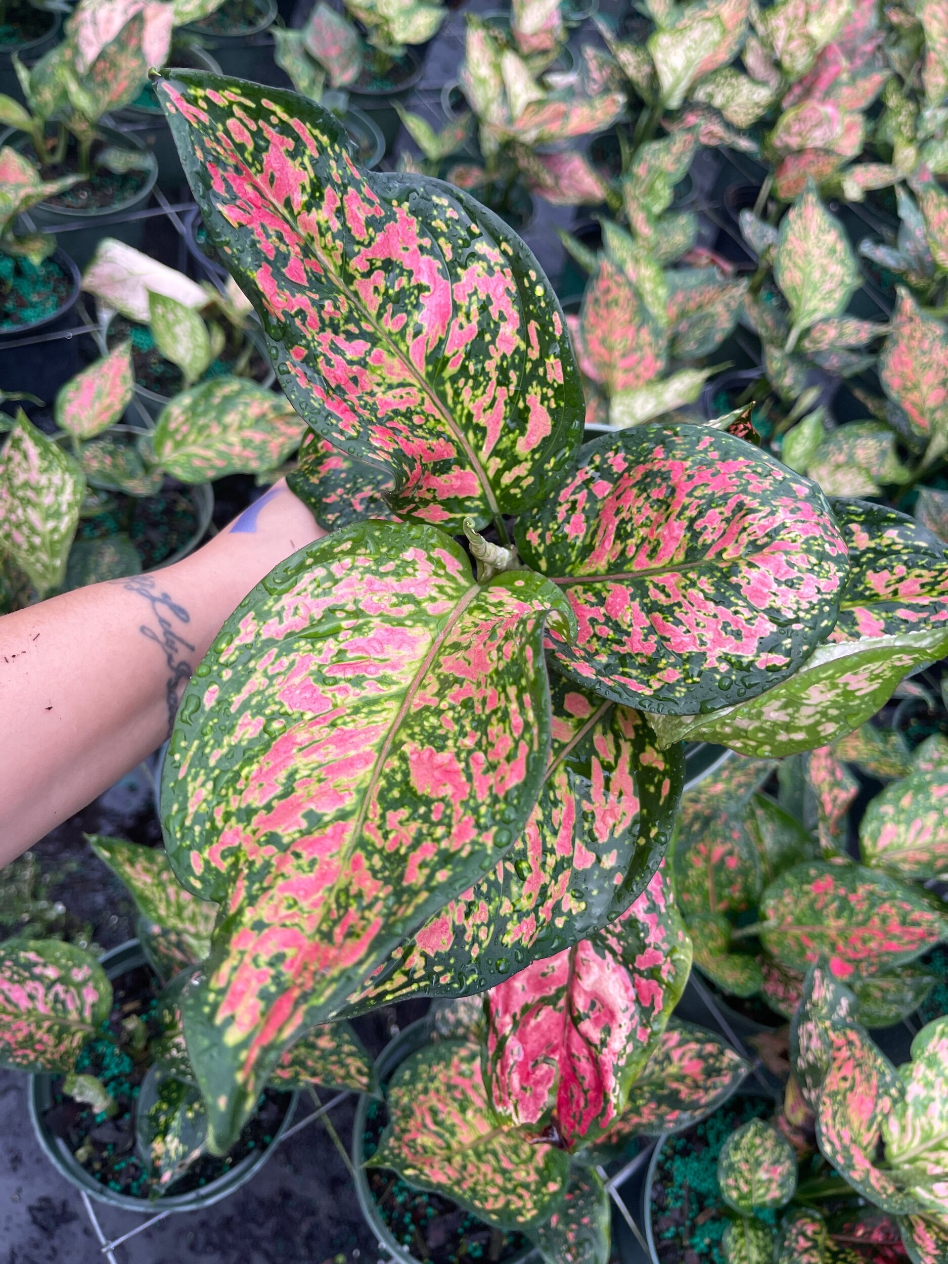 50E1245E-5FEB-41F7-A4CB-9ADEE619FC92