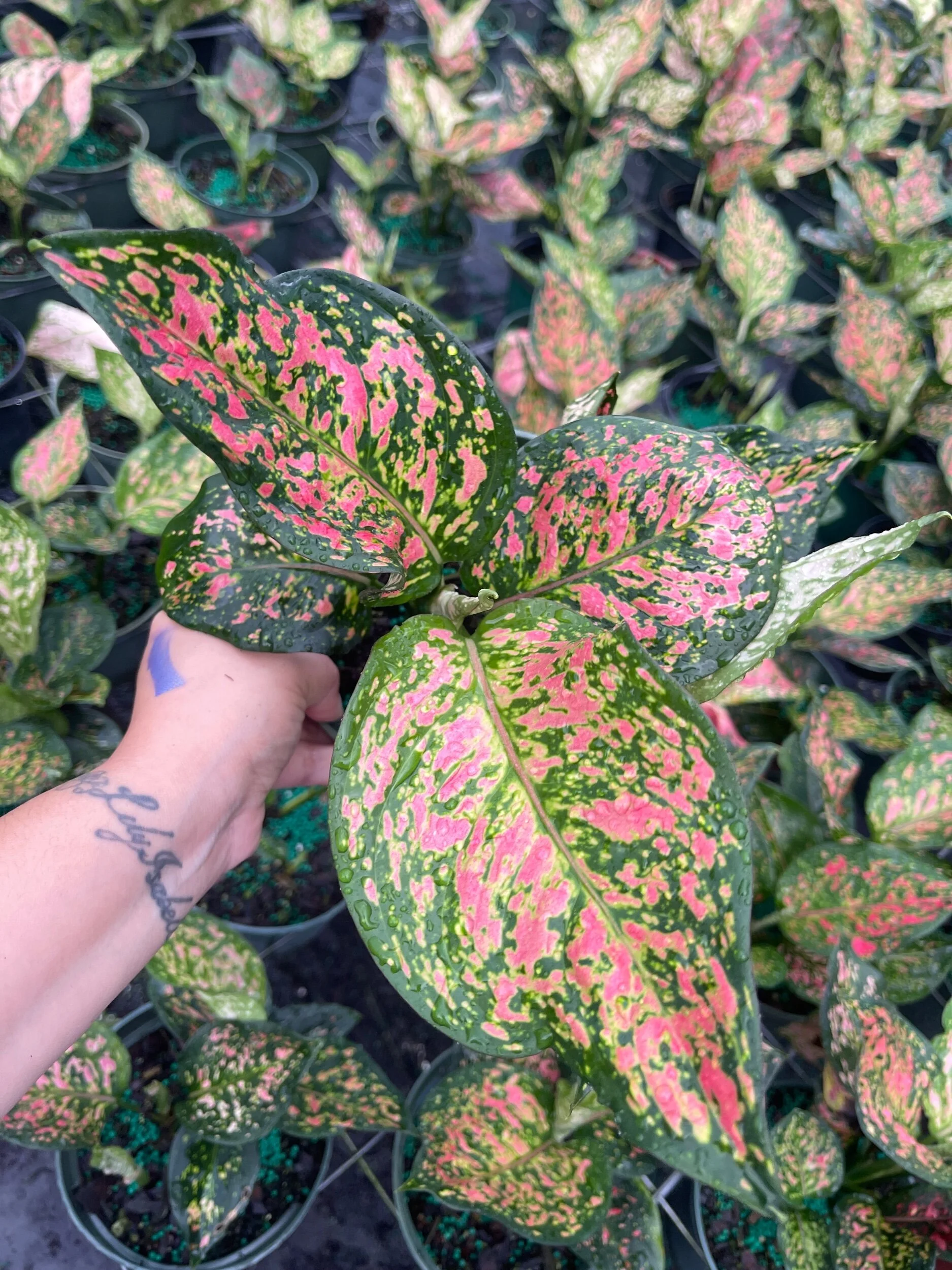 899B2E2F-2BDC-418C-8E12-D92E1199594C