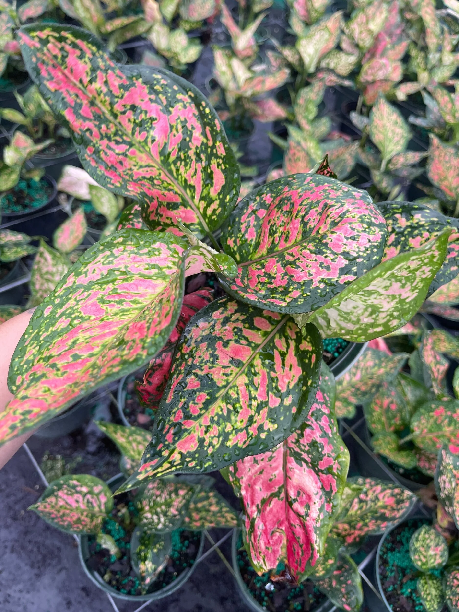 B4976517-4043-4DDE-AFC9-084D6DAB77BB