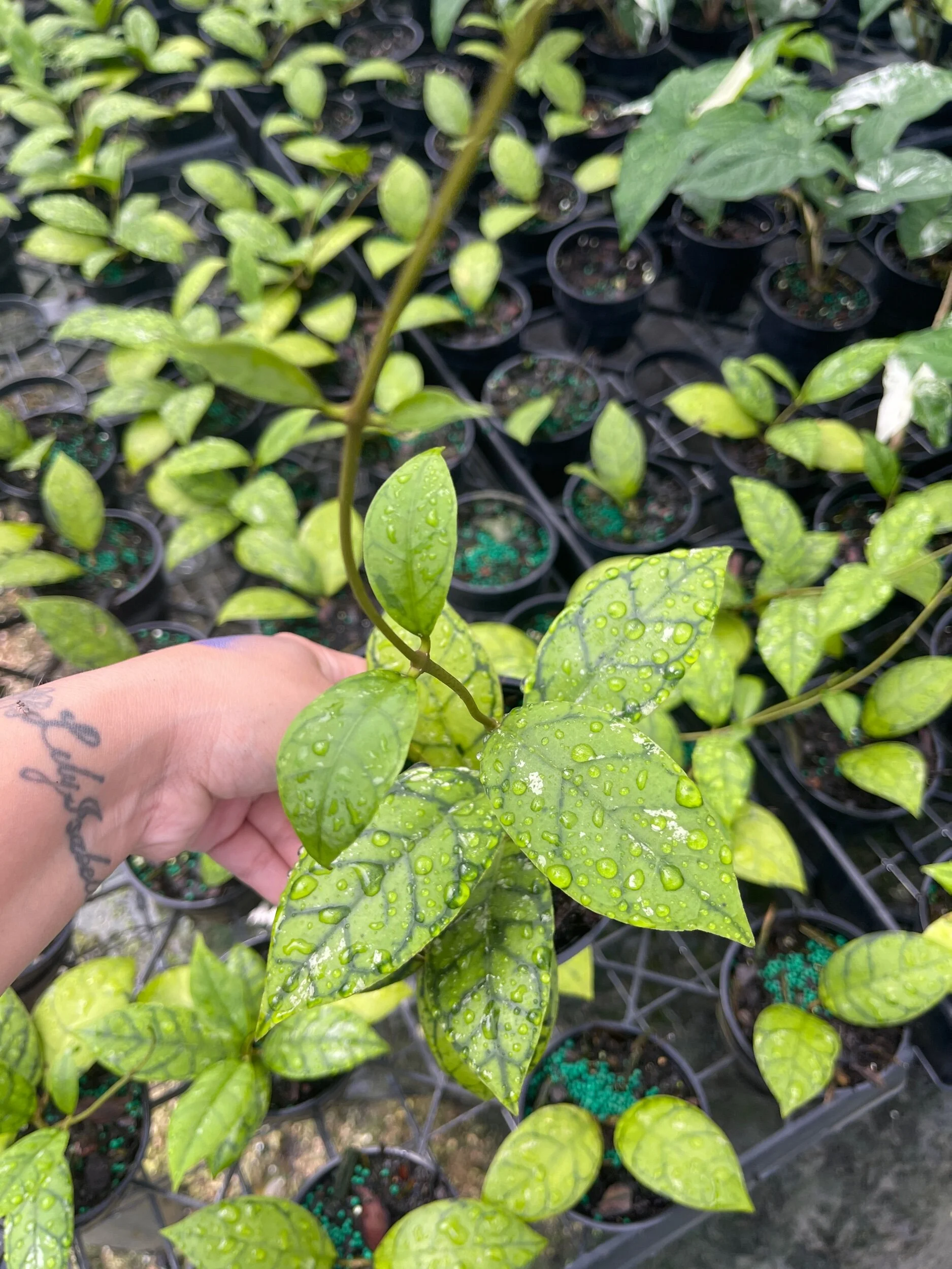 F8C8CA68-B30F-4953-AC83-29C2FDBD0107