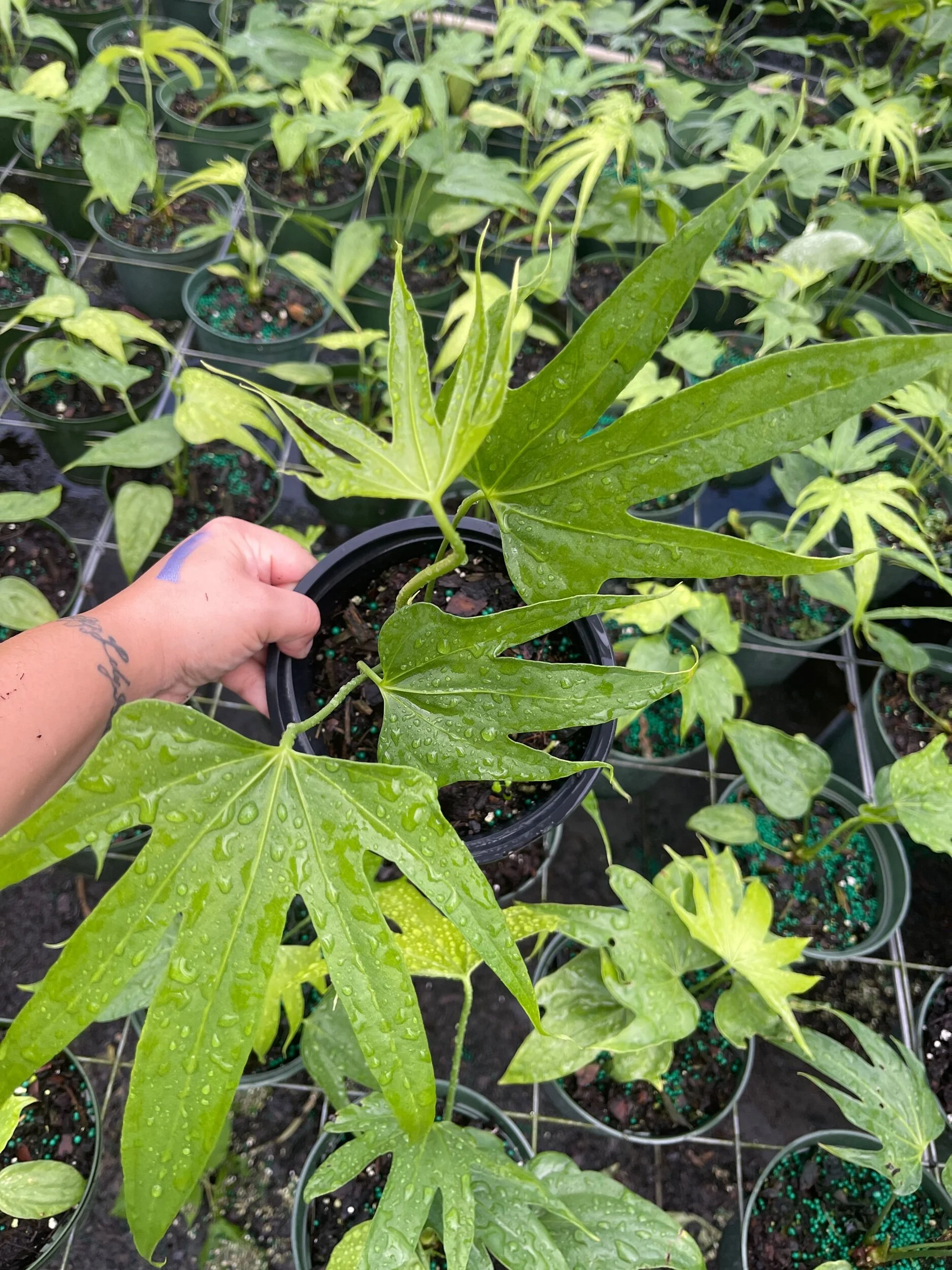 2D3968B5-C1C5-4A2B-9C47-34E9CE14230C