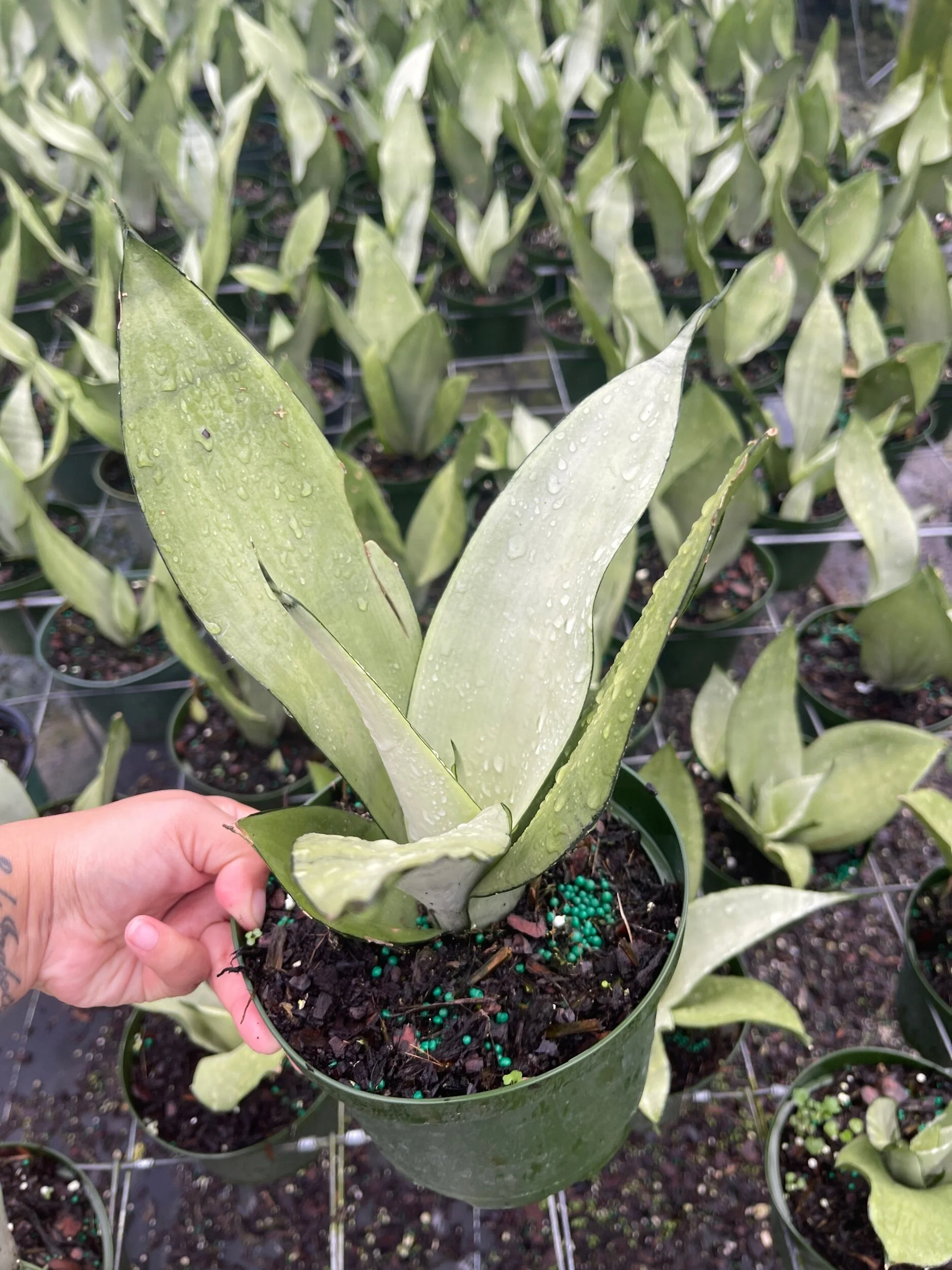 4045A7D4-3749-409F-BD4D-DC6C467BDABB