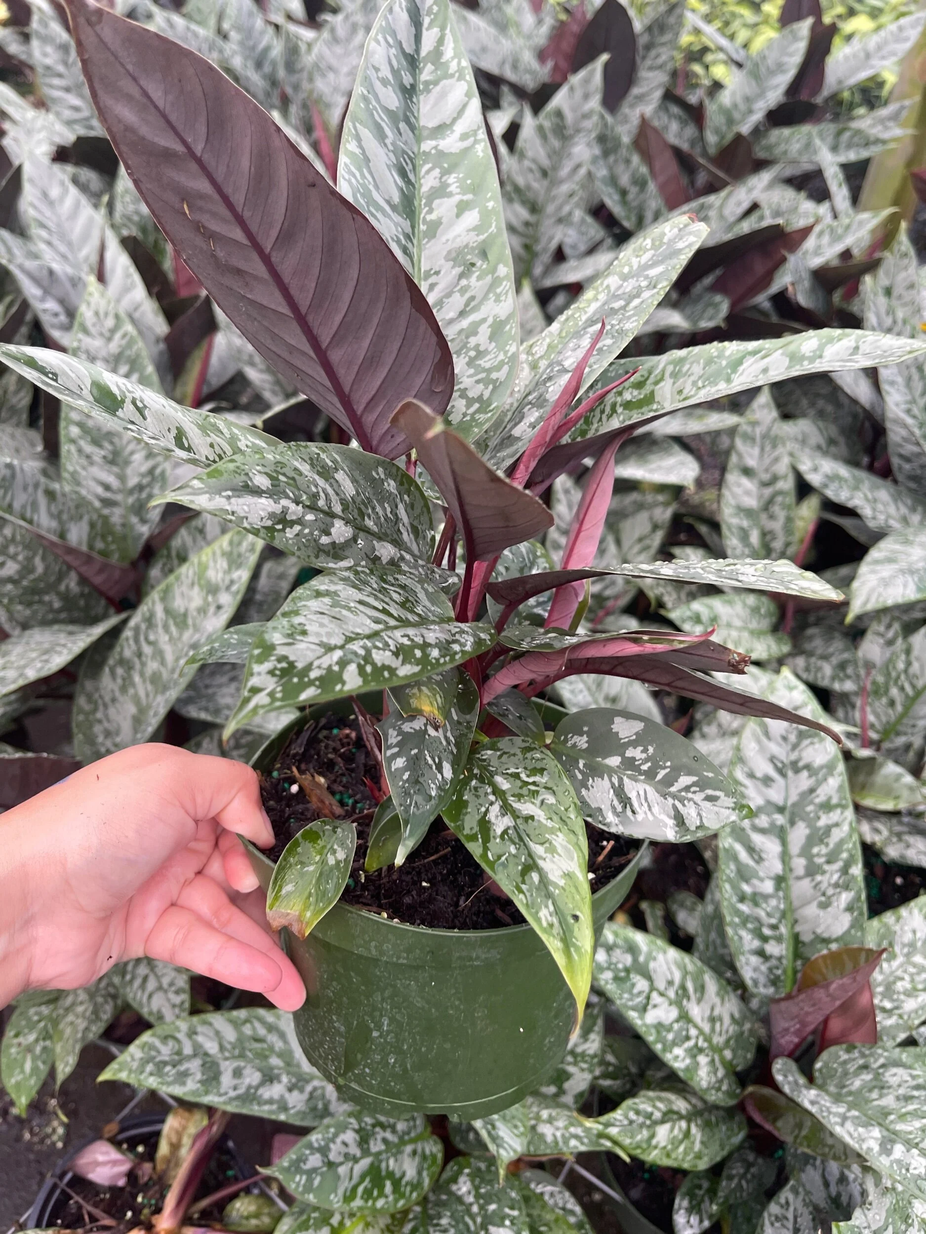 7D9B9784-9A52-41C7-8352-5F0FD7AF060F