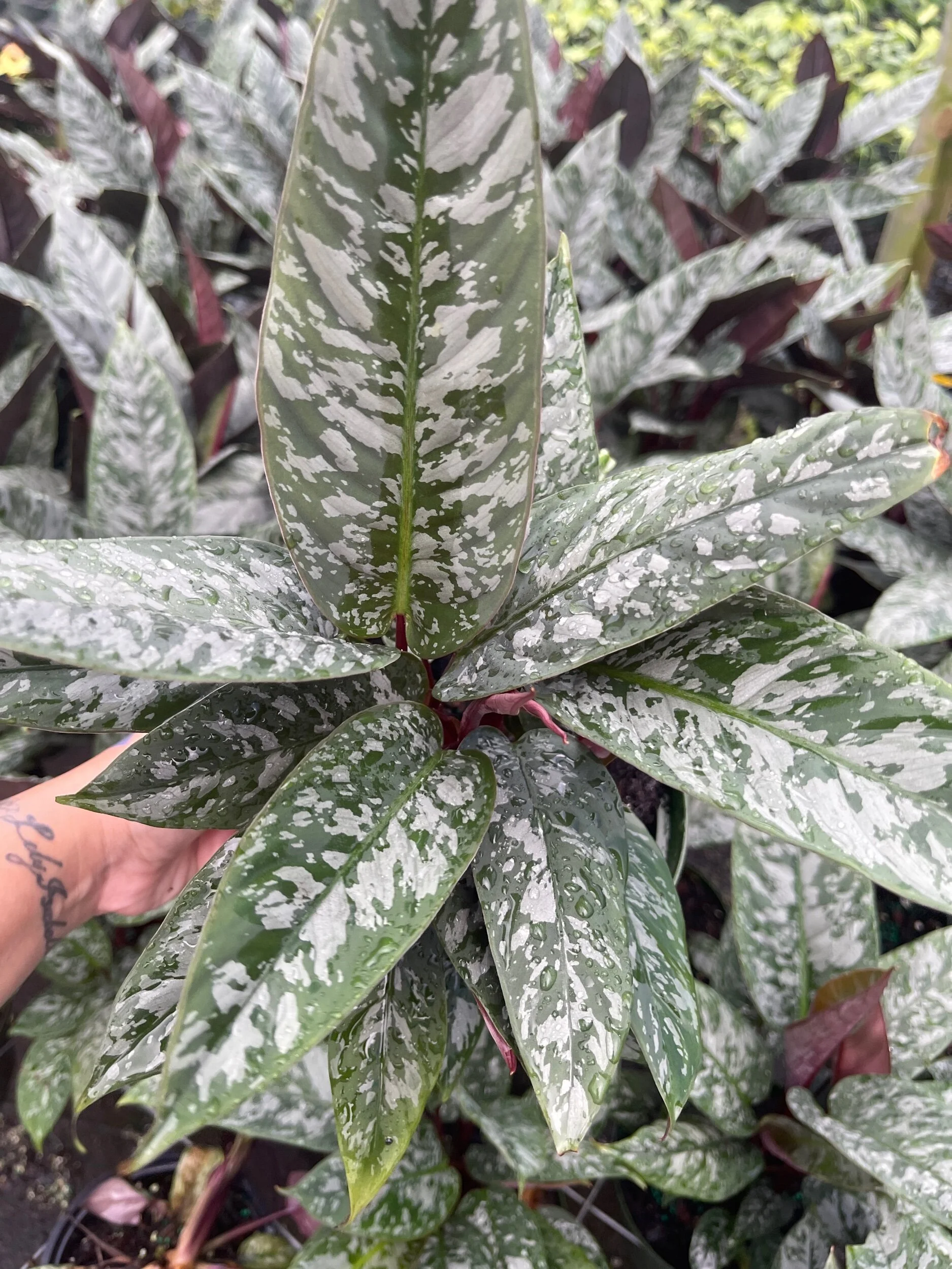 471ECF1A-9C47-41D2-A3F3-2794B9D6B779