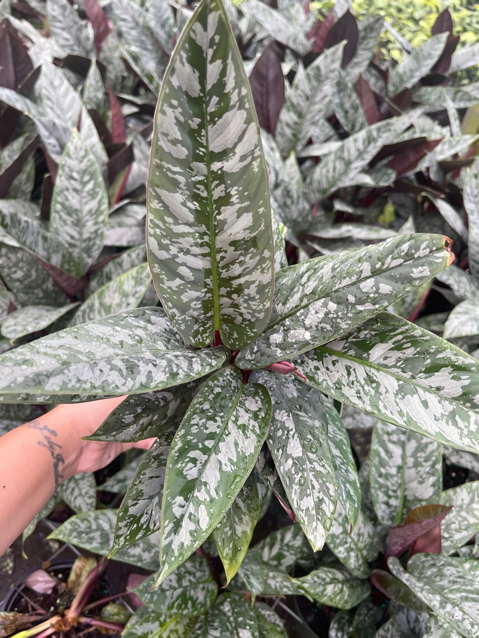 A5BB233A-7C05-4508-AC14-2668AA0A986C