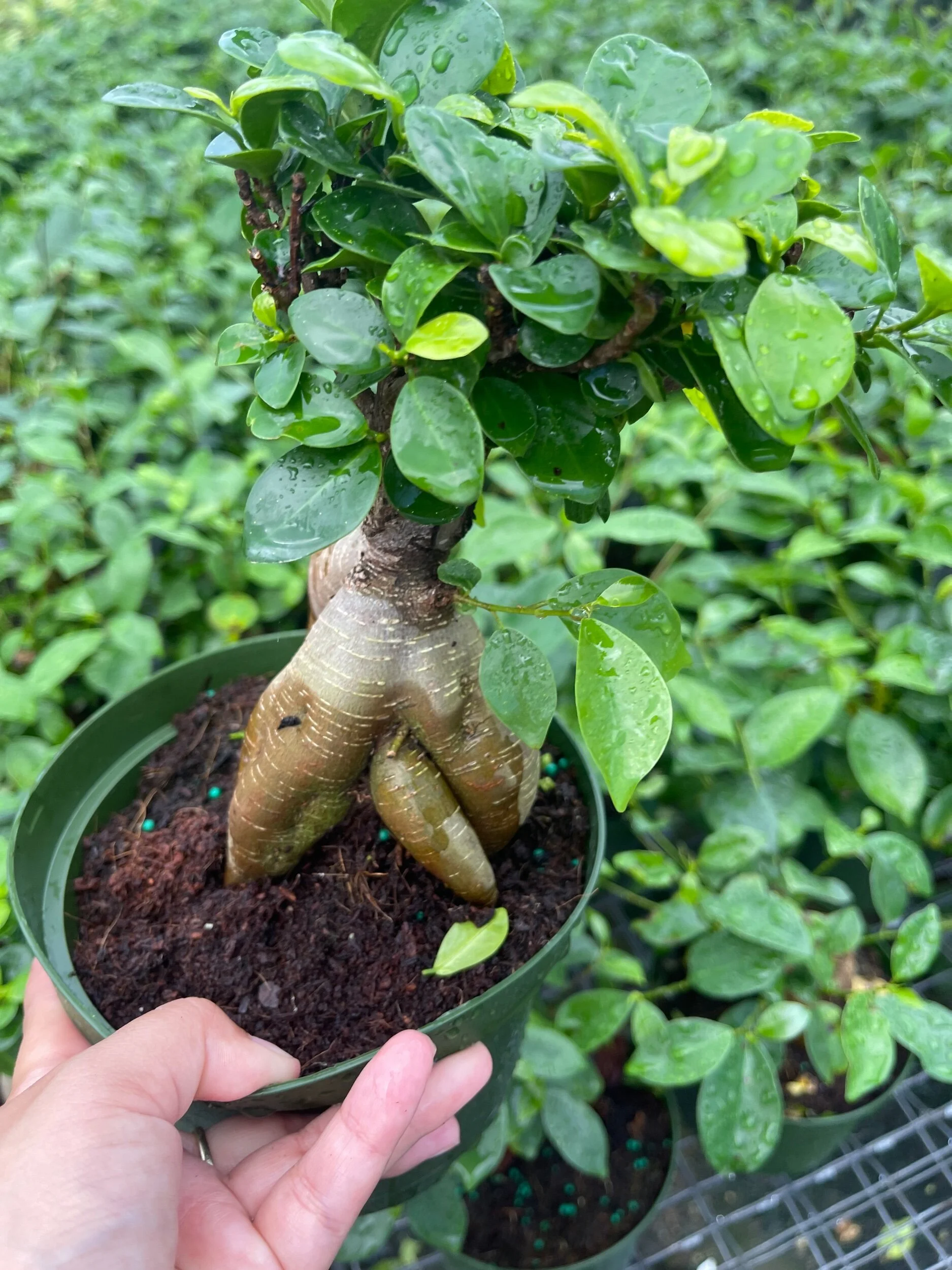 4DE459D4-9653-4482-9E6C-E65053753331