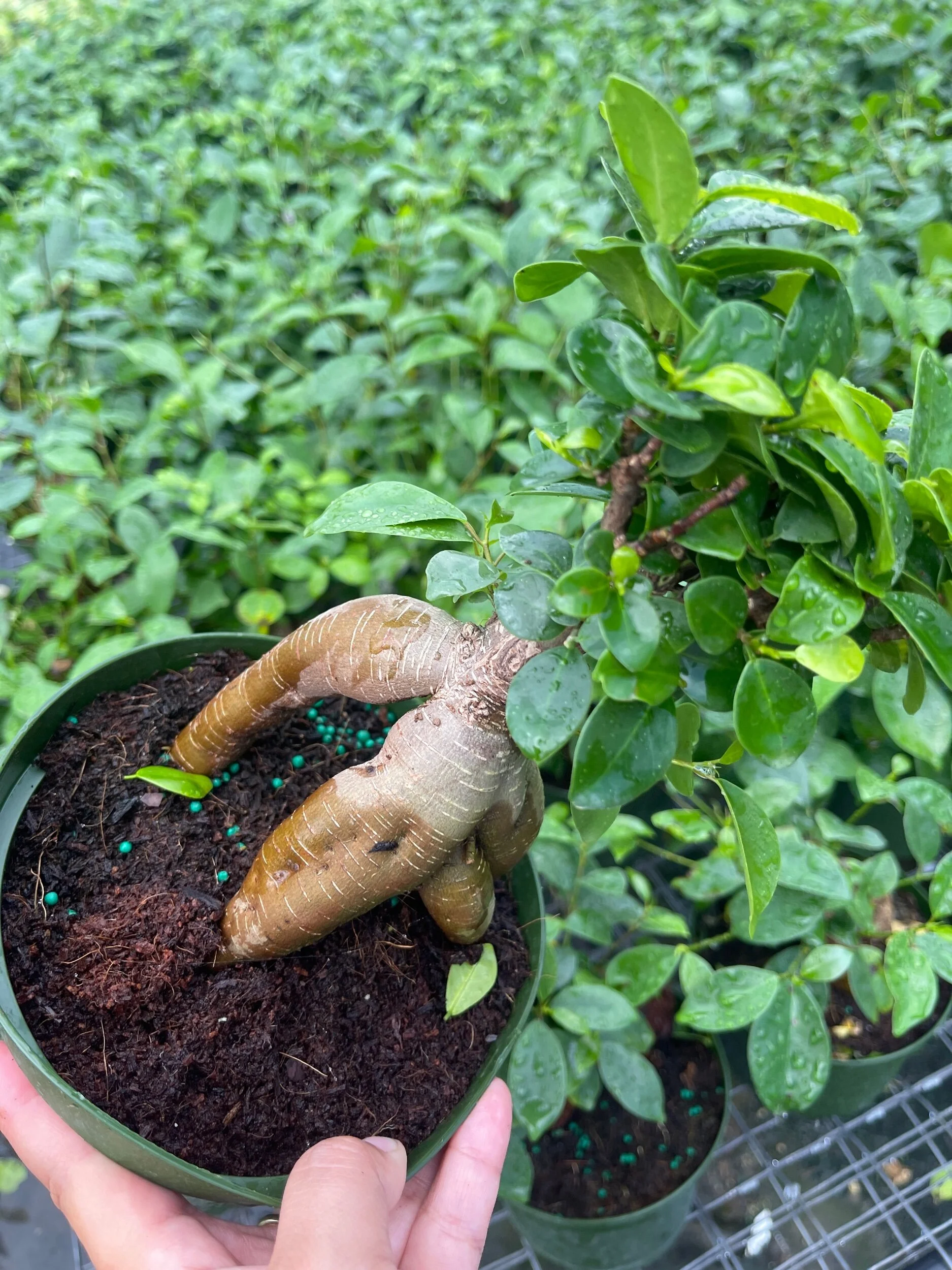 5890D993-630E-480B-BEBC-58B44035E843