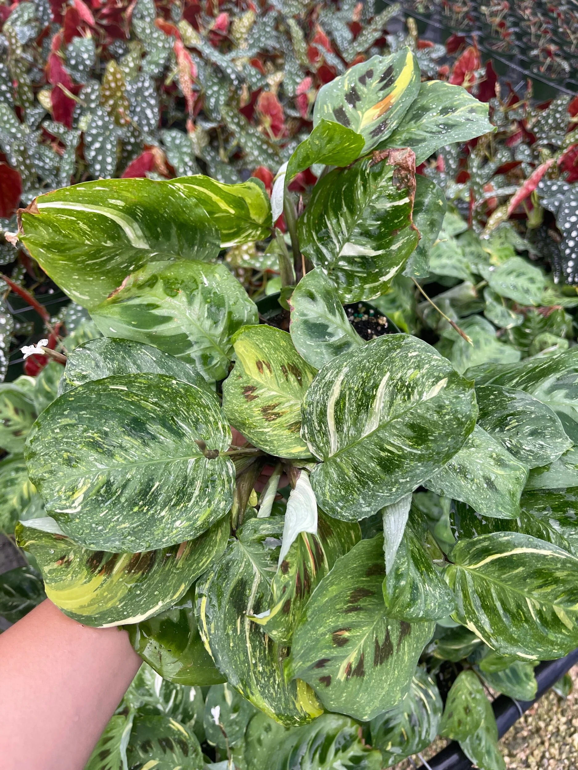 52F0A8A2-3685-4D21-8100-F8169F327DD2