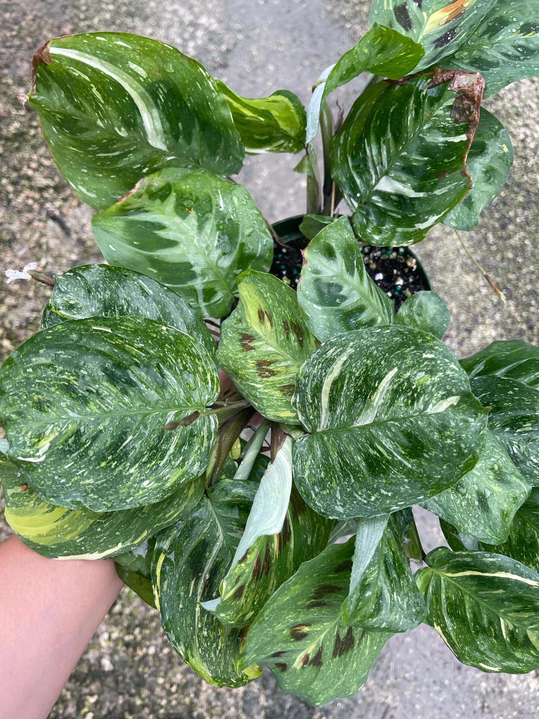 09A12F0C-9A48-40A6-9C1A-DE732503E608