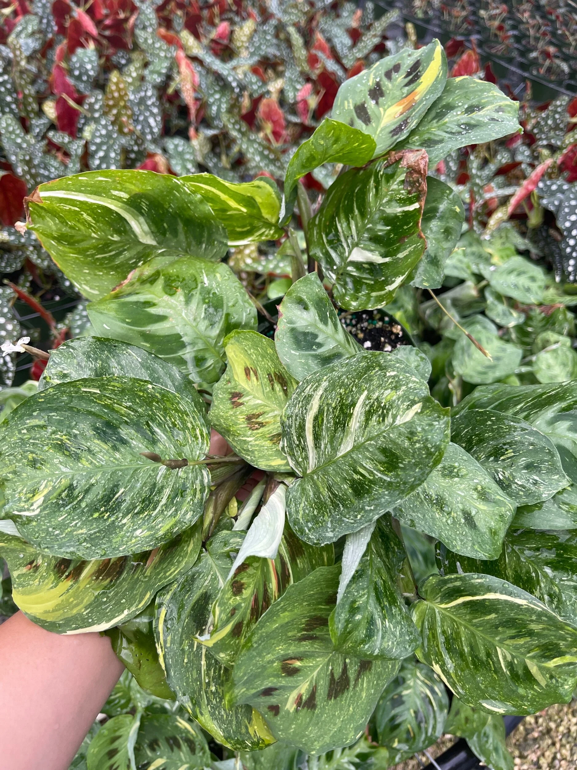 796F01A2-69C8-403C-925F-8A0130AF10B7