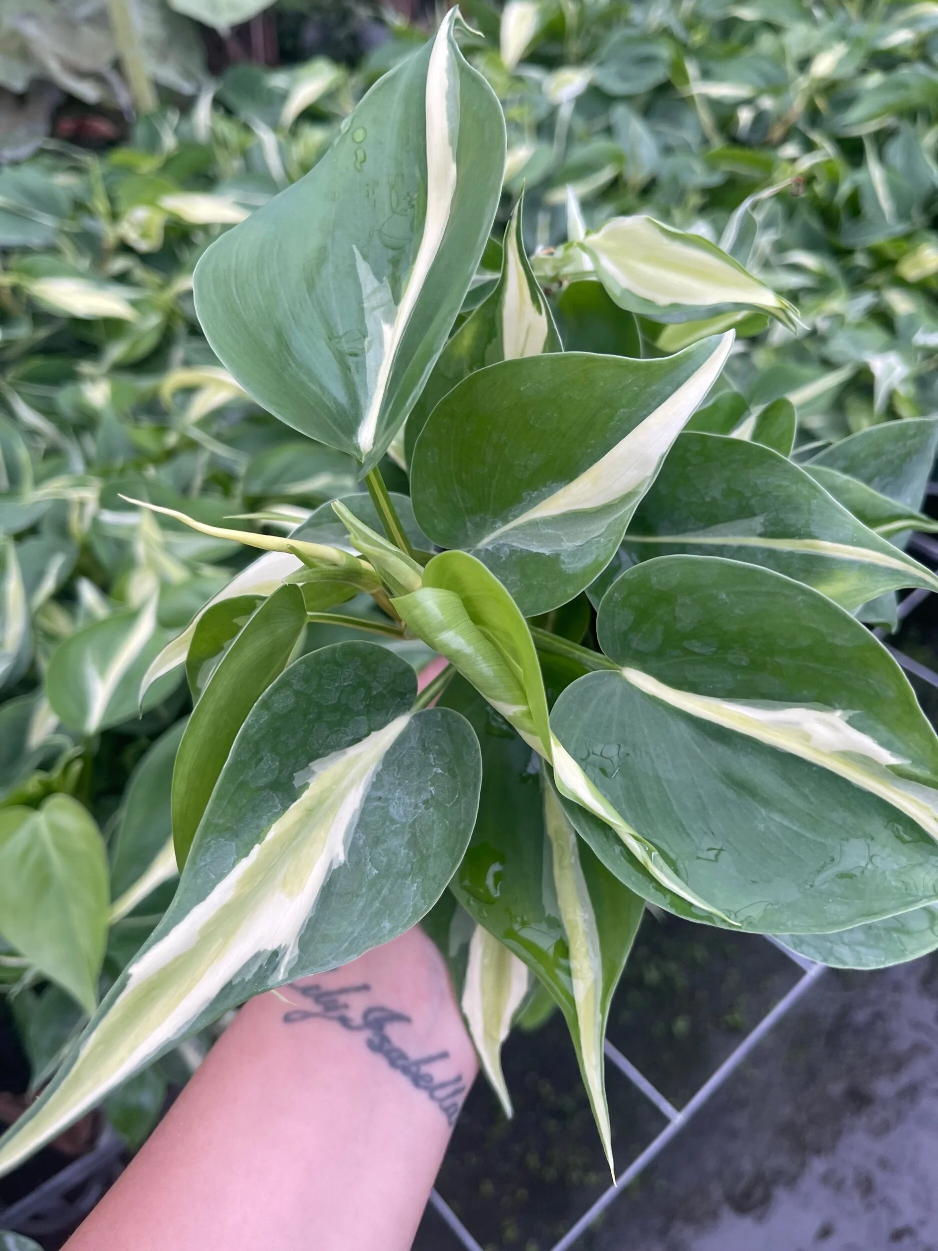 2A31AB3C-FB67-4D71-8342-96E18239EB31