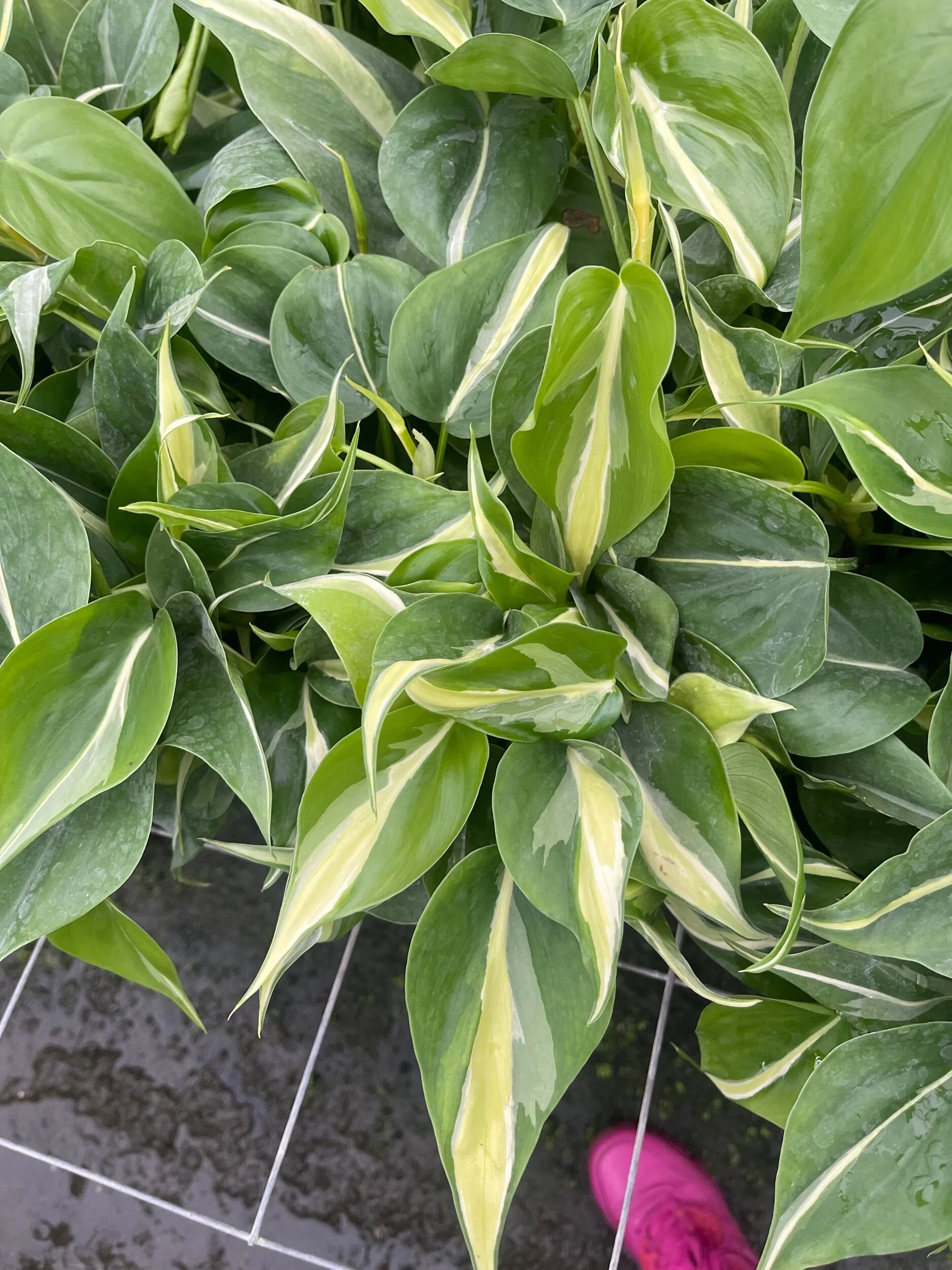 E4A8771B-D9BB-4CD7-8BE4-502405B5E057