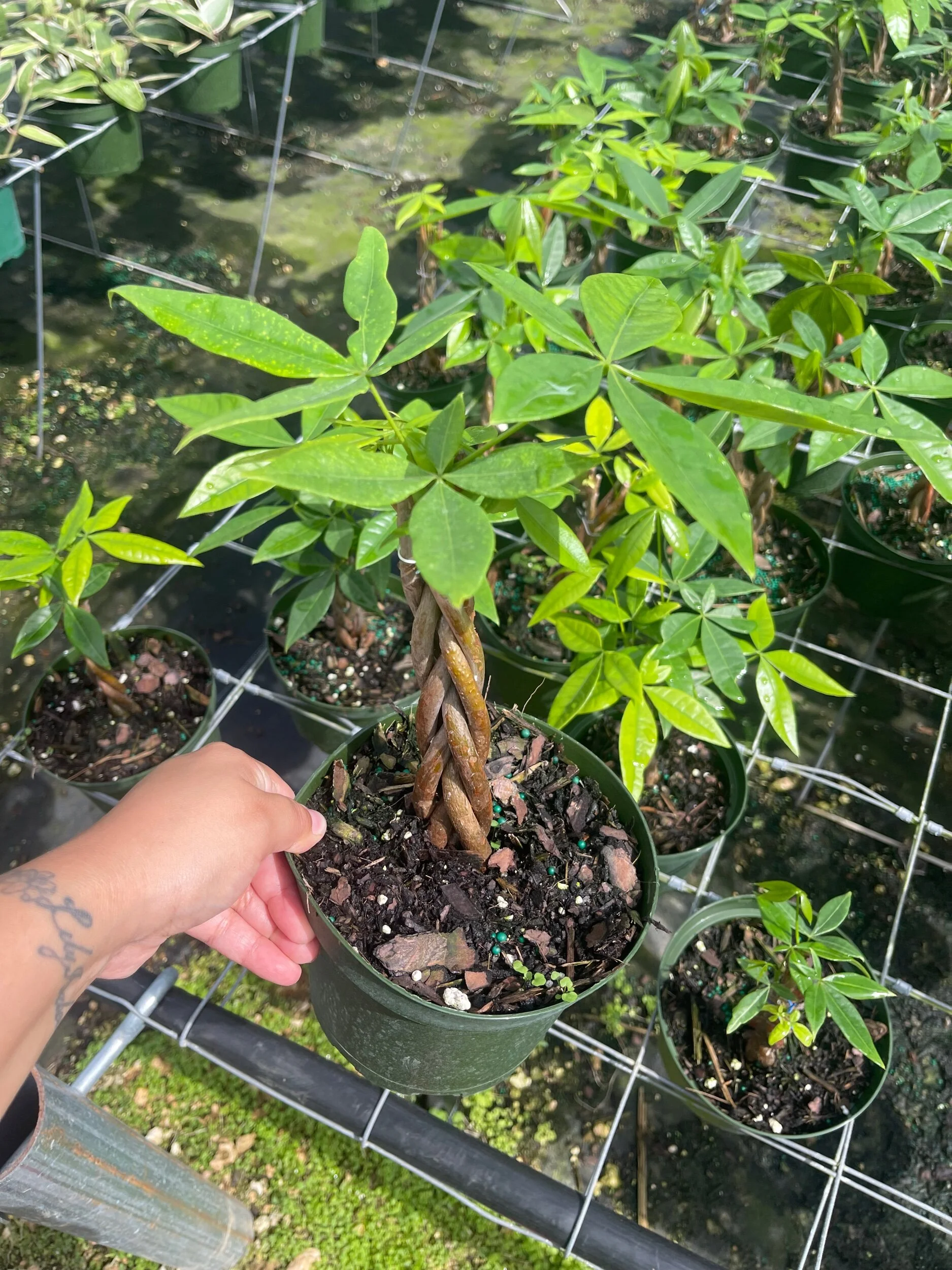 64E8D11F-E48E-4A50-BF0F-1727D7DA337E