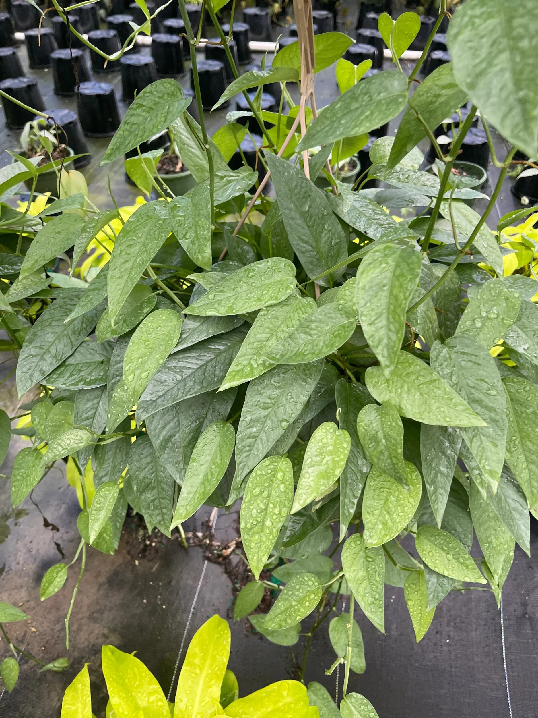 FBB4C8AE-E6AF-4F54-ADB5-205513A14F82