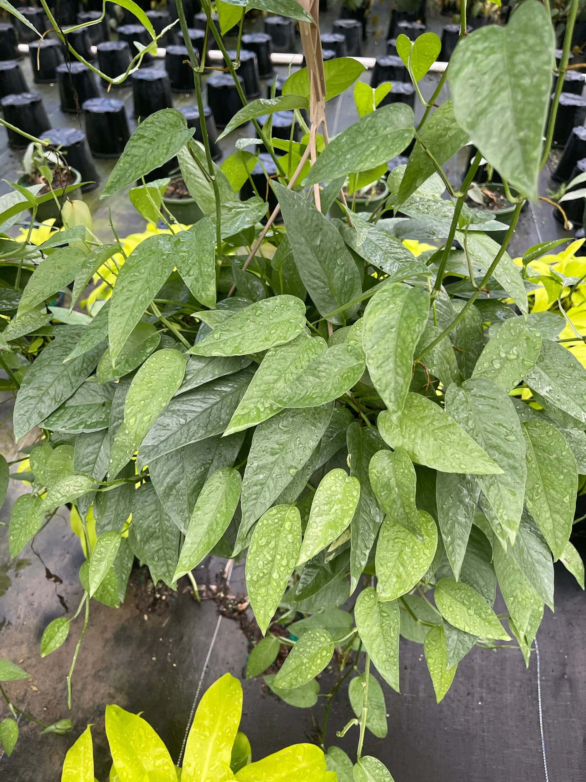 AE24FB8E-F21E-4613-993A-98D24583D427