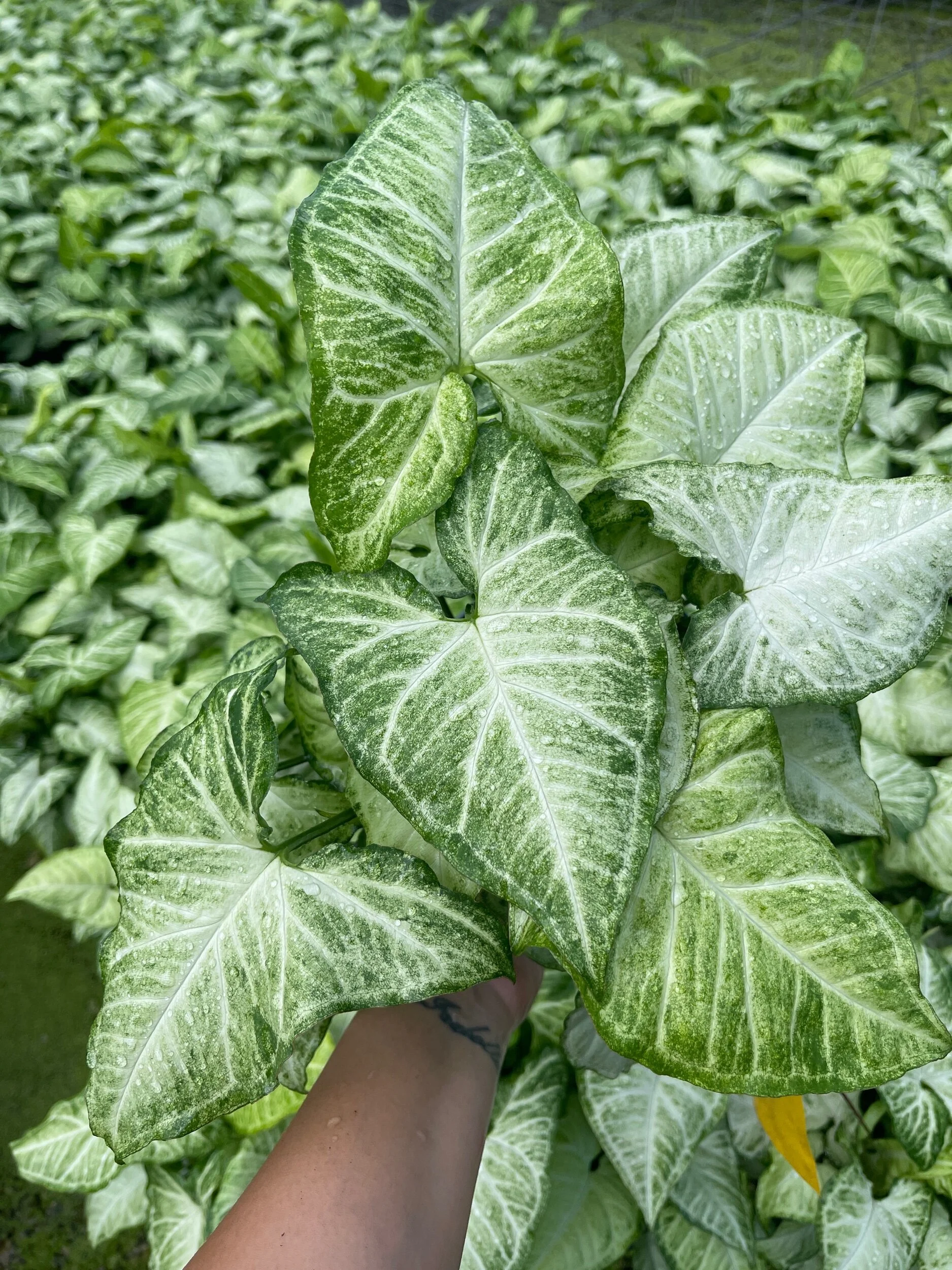 9AA7E69F-C256-4B23-AFA0-39430F0B079B