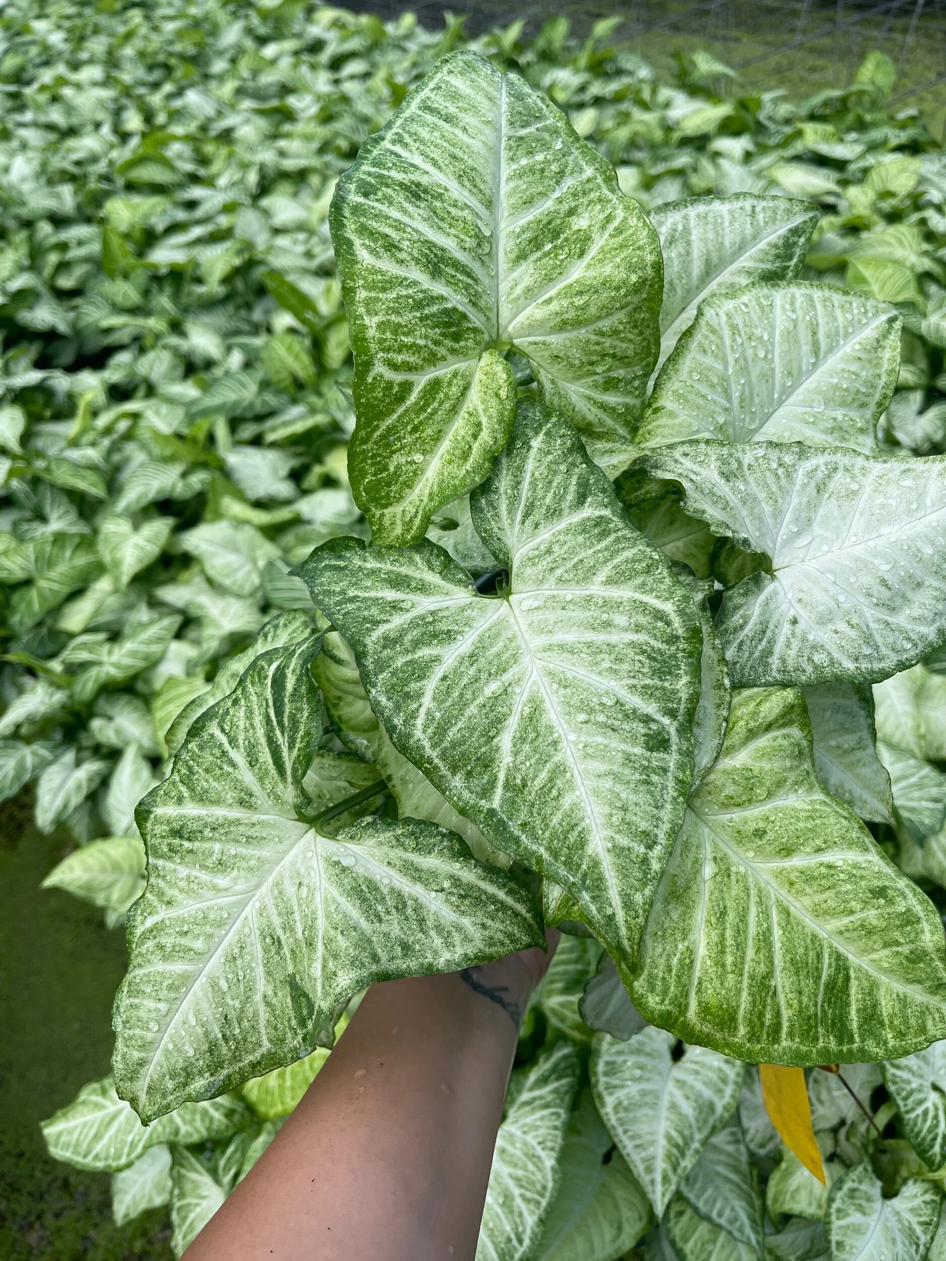 B27AB3CD-0650-4FC0-836C-E67A5191CFA1