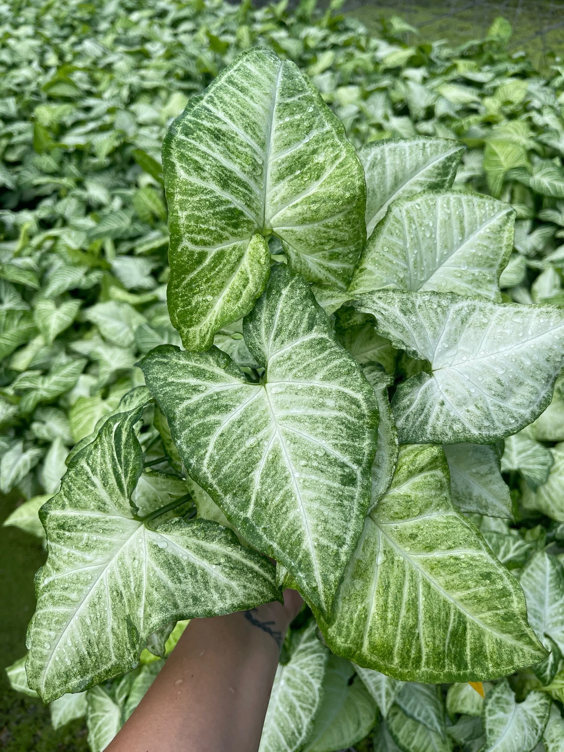 BBCBF99F-0F4F-40C1-81F5-E8724E6963E0