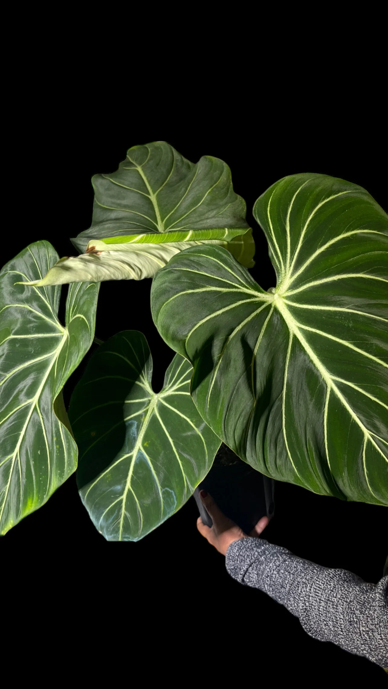 8CBFE049-C7AC-4352-9E6A-CA5BC670BDA8