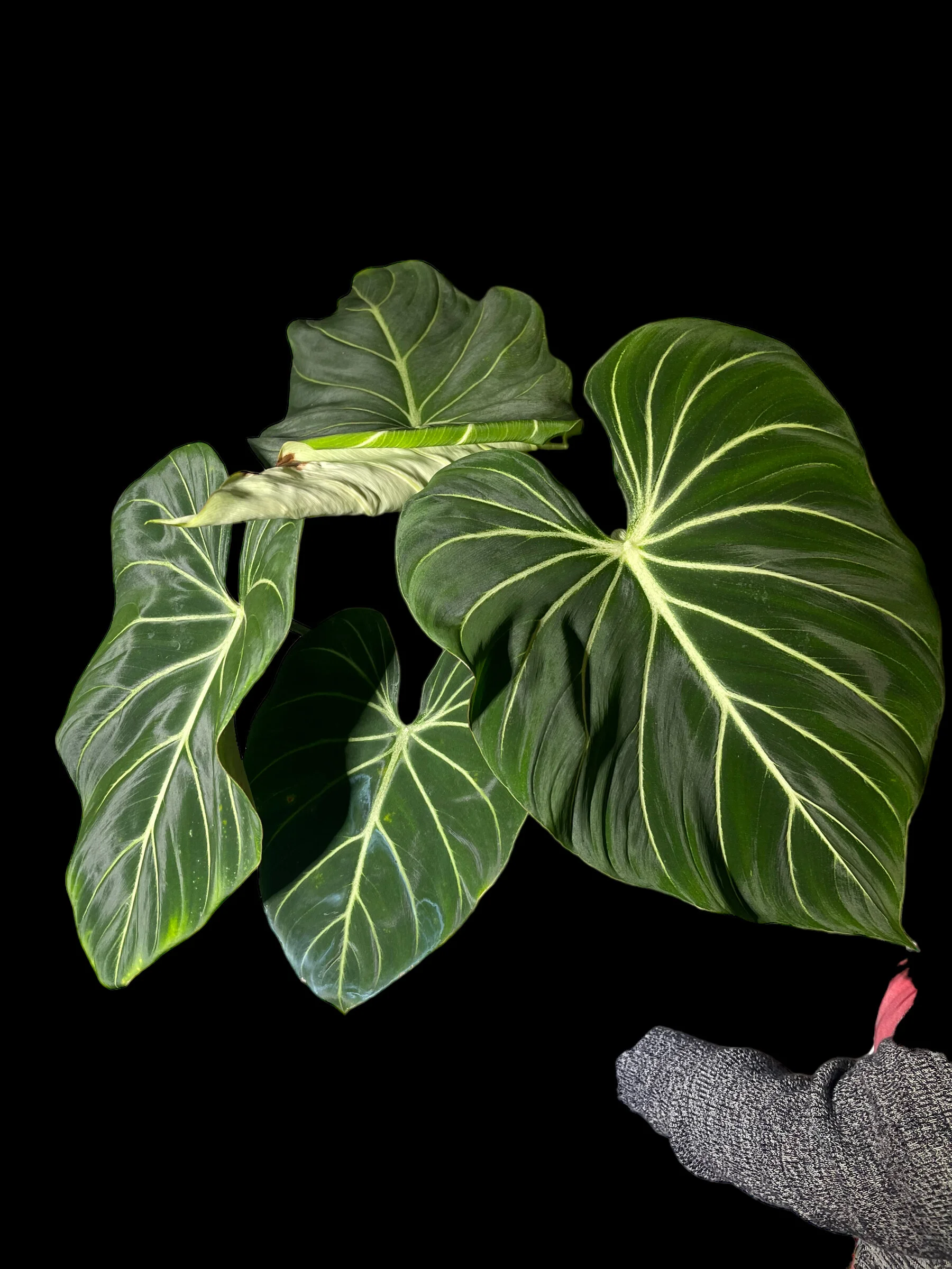 CDA9F923-C5D1-4711-BA16-4853ADFF27C5