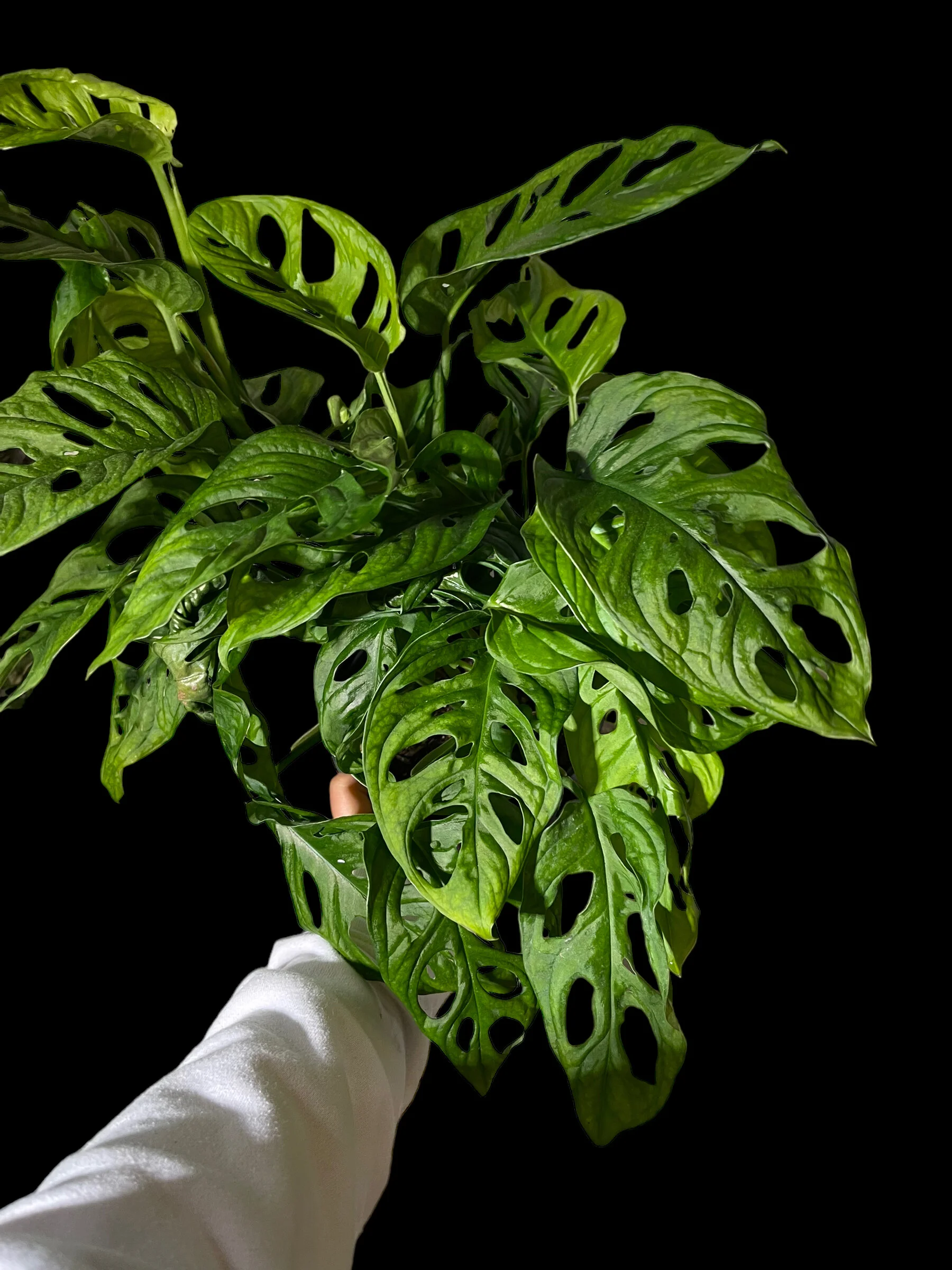 A38E6BCF-5D5D-4EA6-B123-E4DEA6A5D709