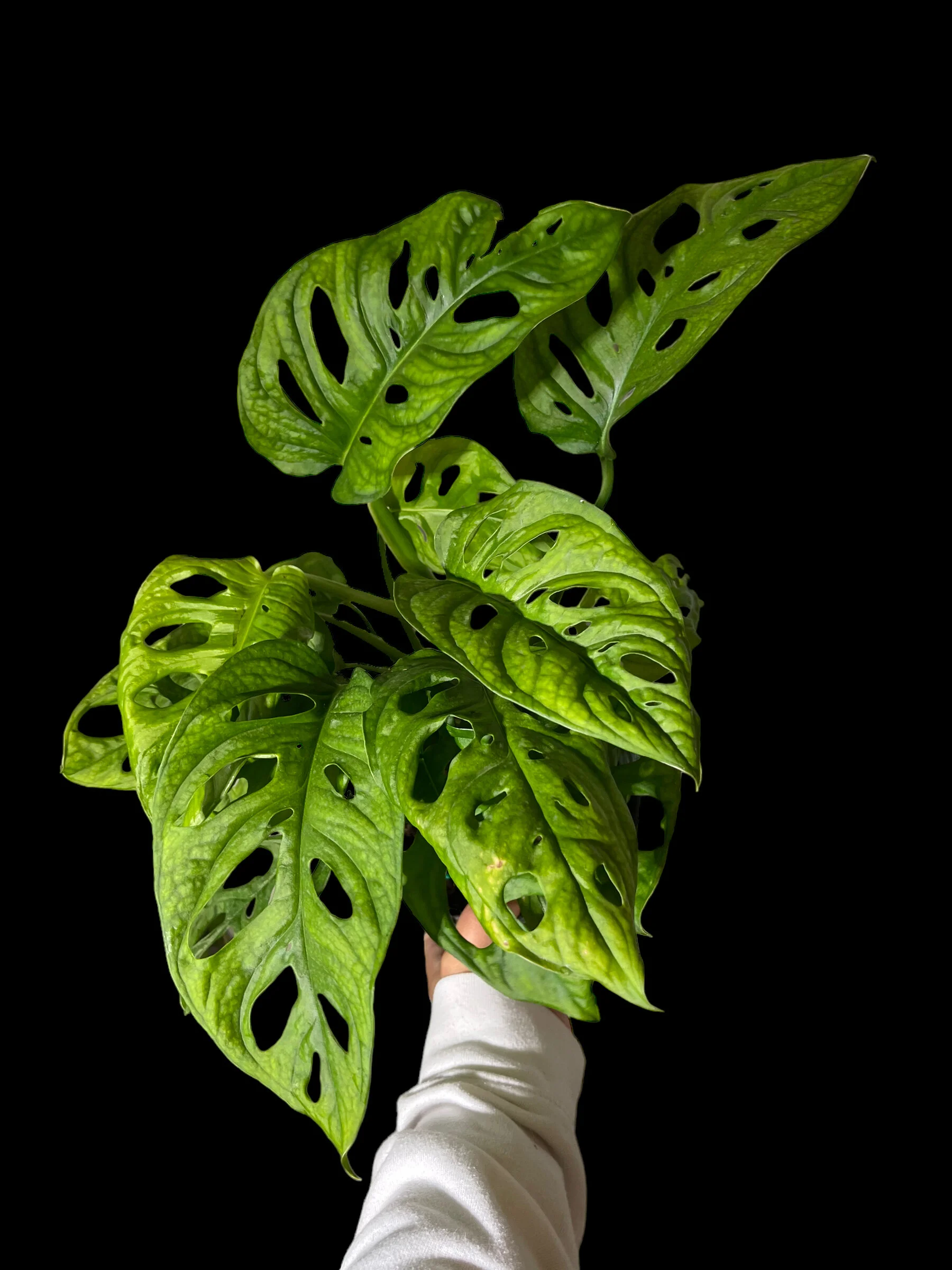 83D9D510-3440-4B13-9DF1-DDEF3840521A