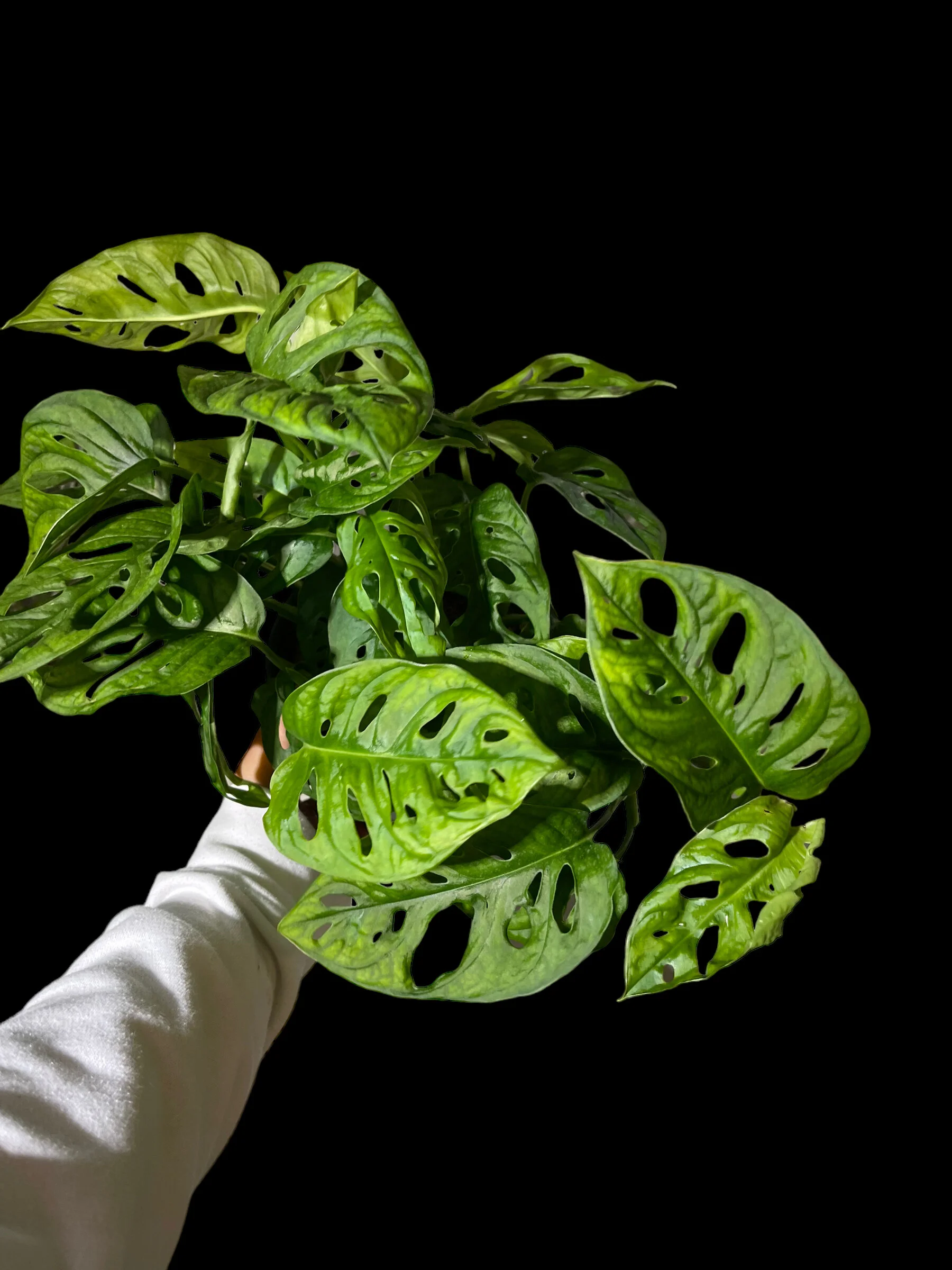 01BB594D-3724-4DAC-9868-939DE3F573A3