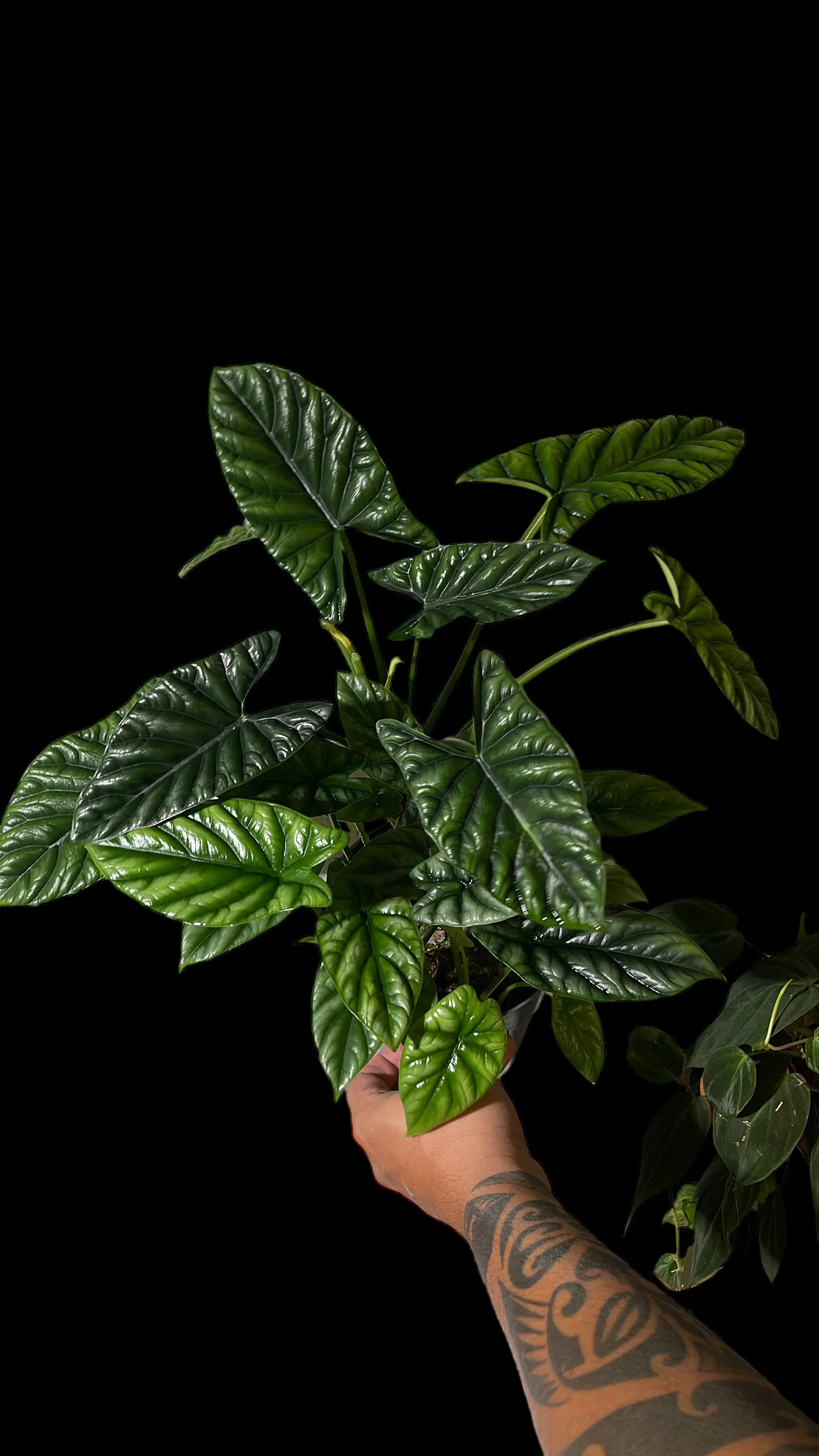 E7CC0D07-FC99-4539-9B1D-3FE167BEC396