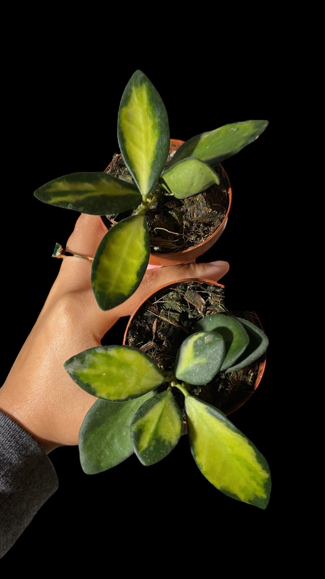 E5517306-C542-4077-8BC0-3795A747F3CA