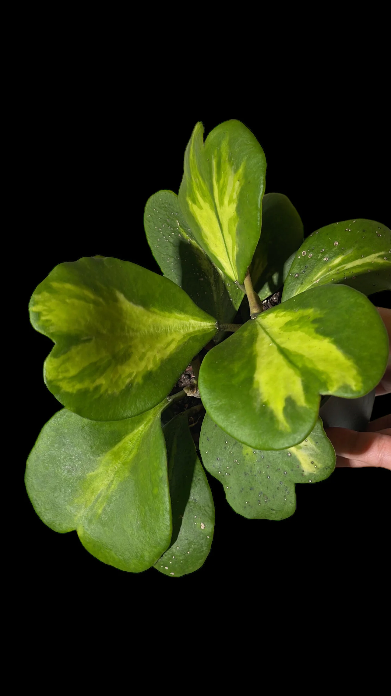 D9D59ECE-61B5-4100-8C4B-7452744840C0