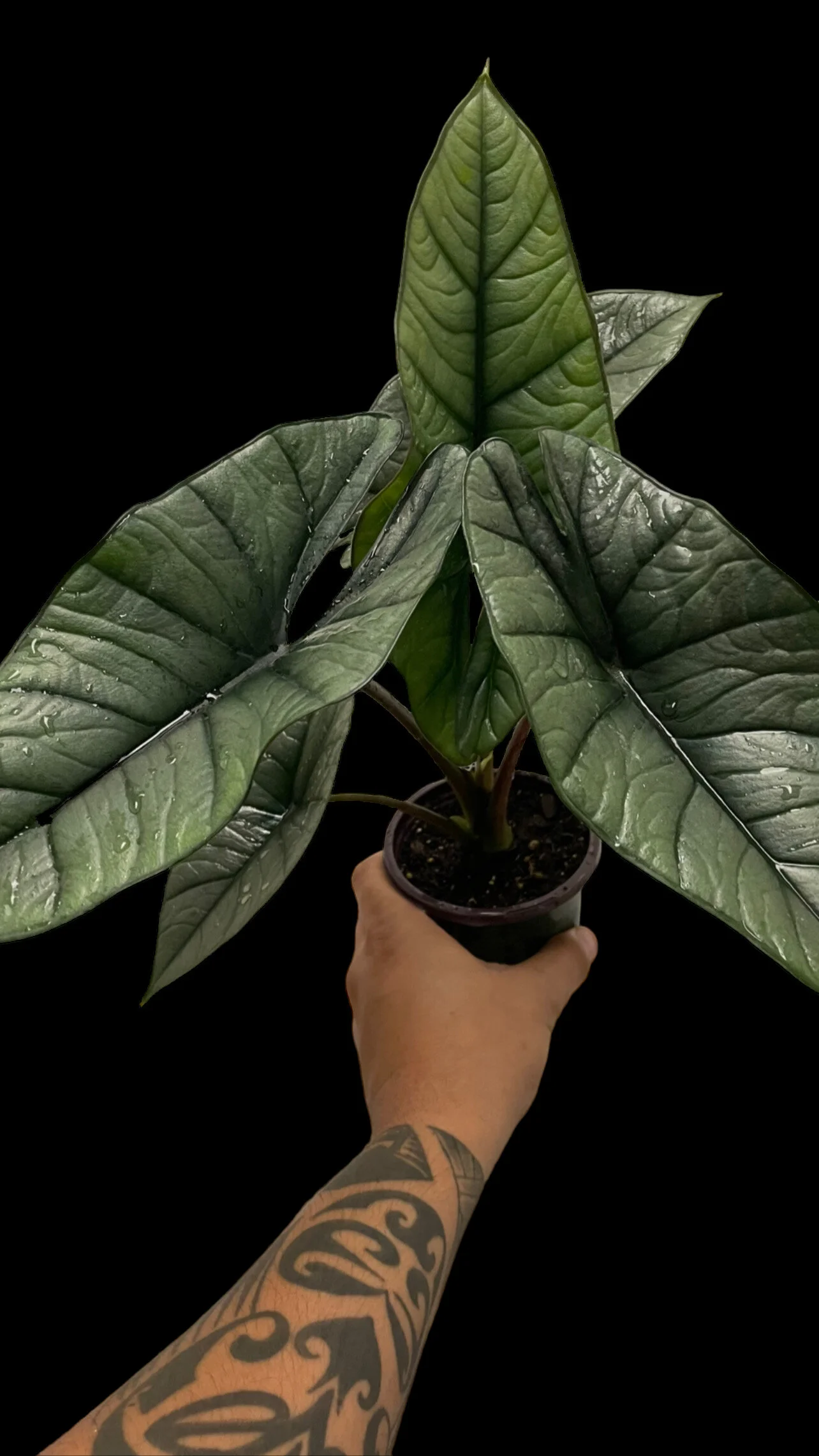 326E2886-B2AC-470A-9438-C9B0386BED0C