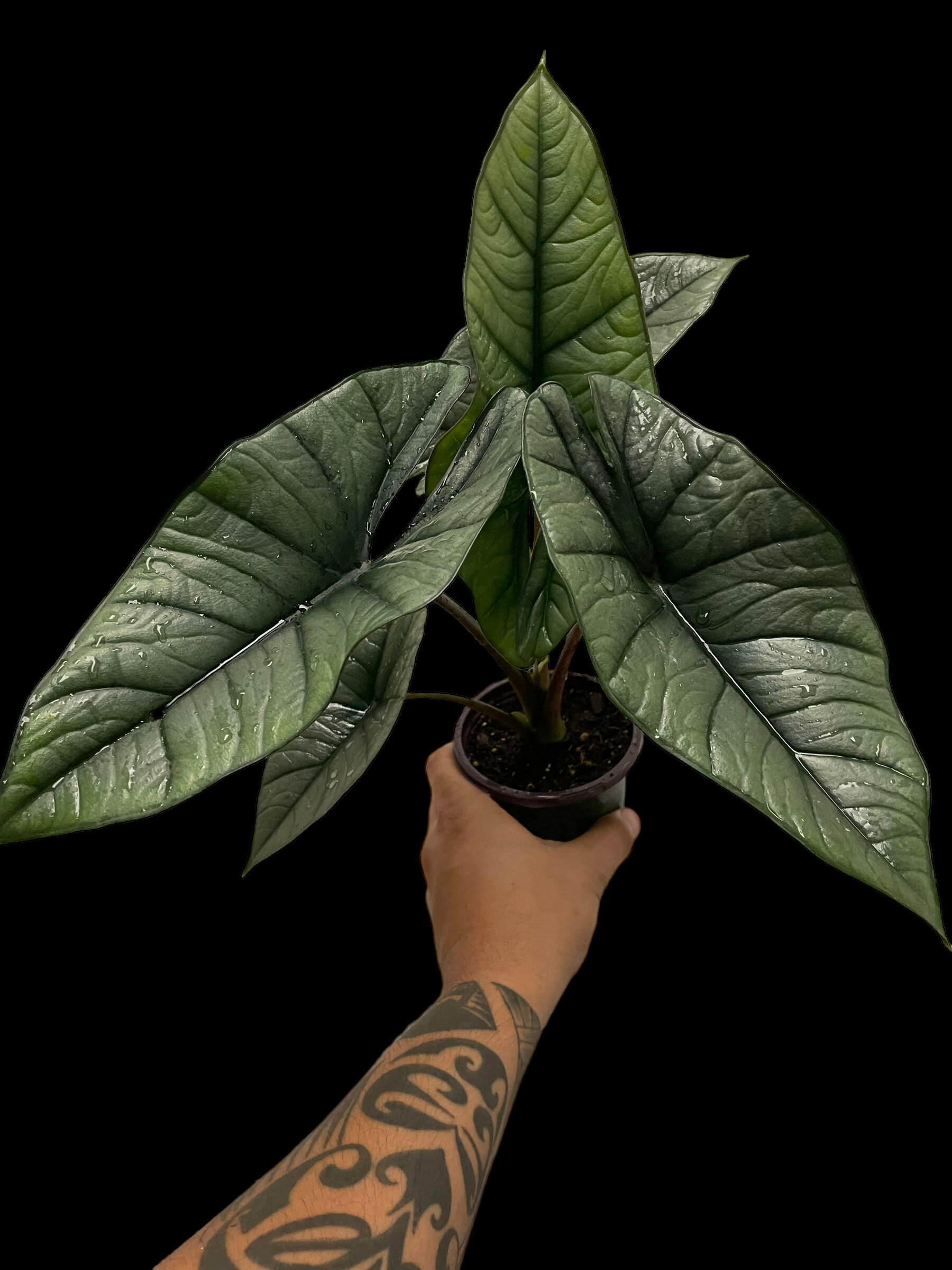 349738D1-5315-4DD3-BD04-05193869832F