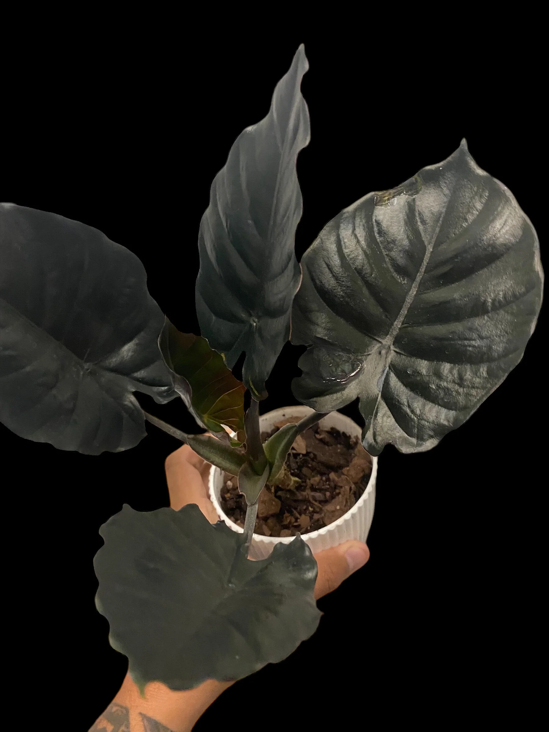 11DEA18B-135B-408D-8AE5-A30FFFEE9D74