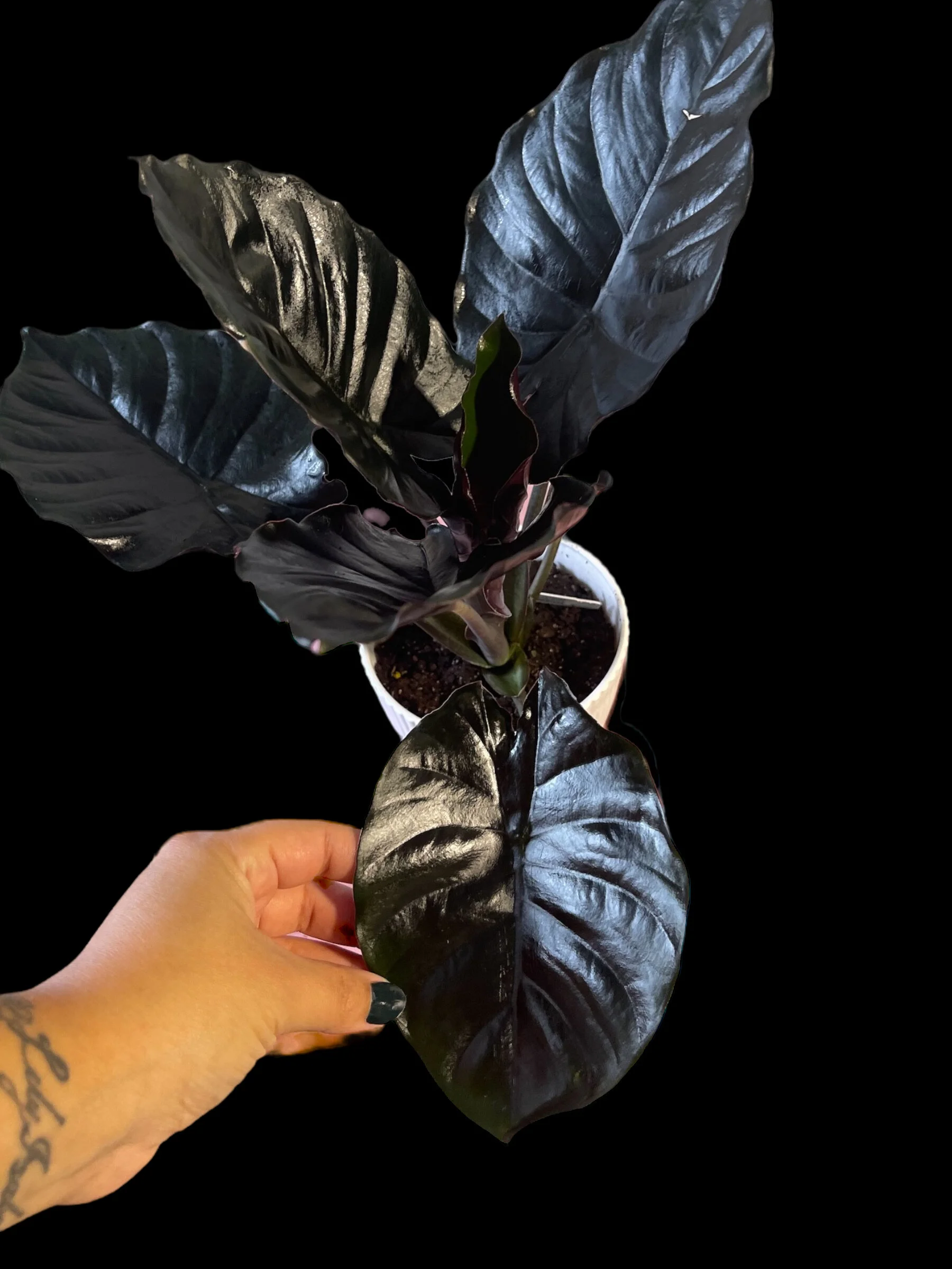 804068BC-CB79-4299-B820-FFC9D1A694EA