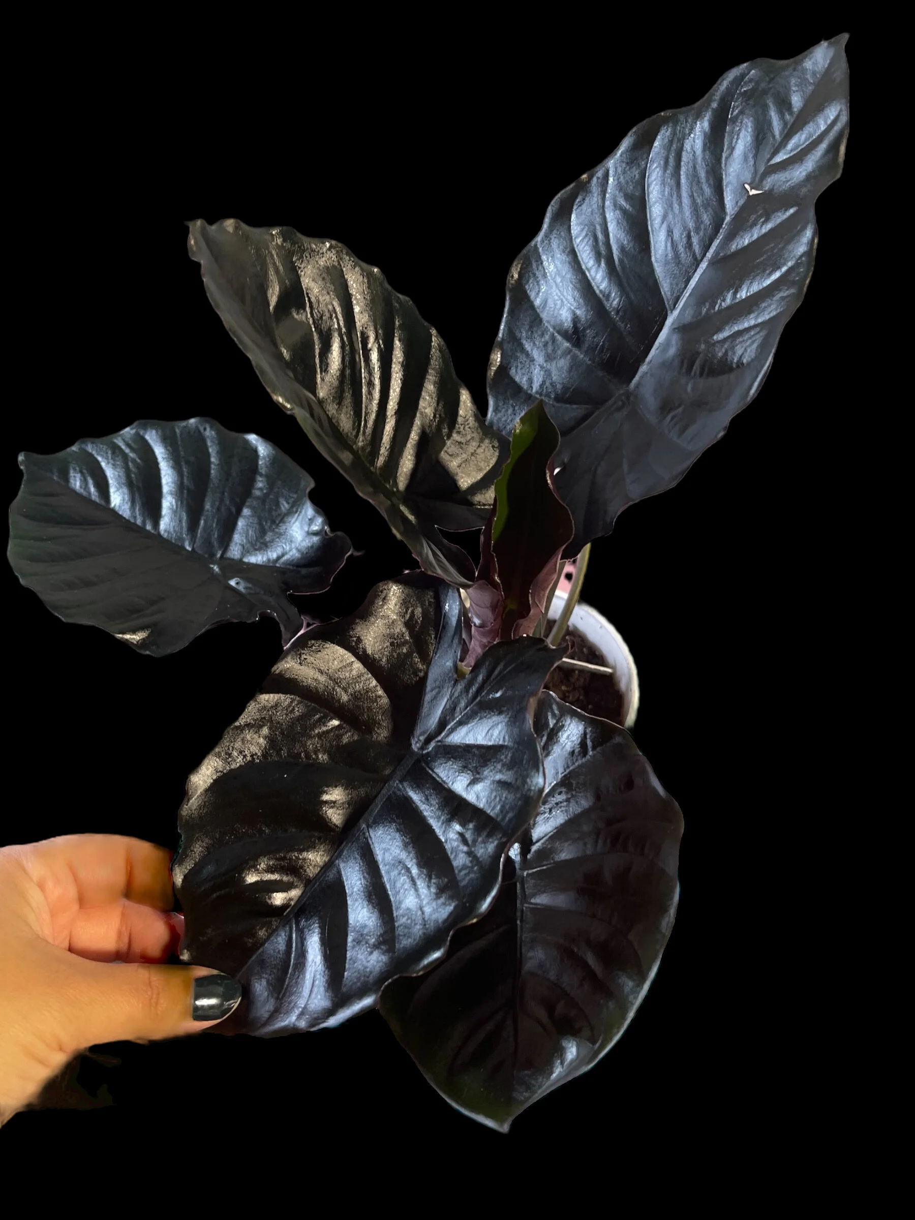 6B415E7D-7566-48E1-A140-2C1107DEB985