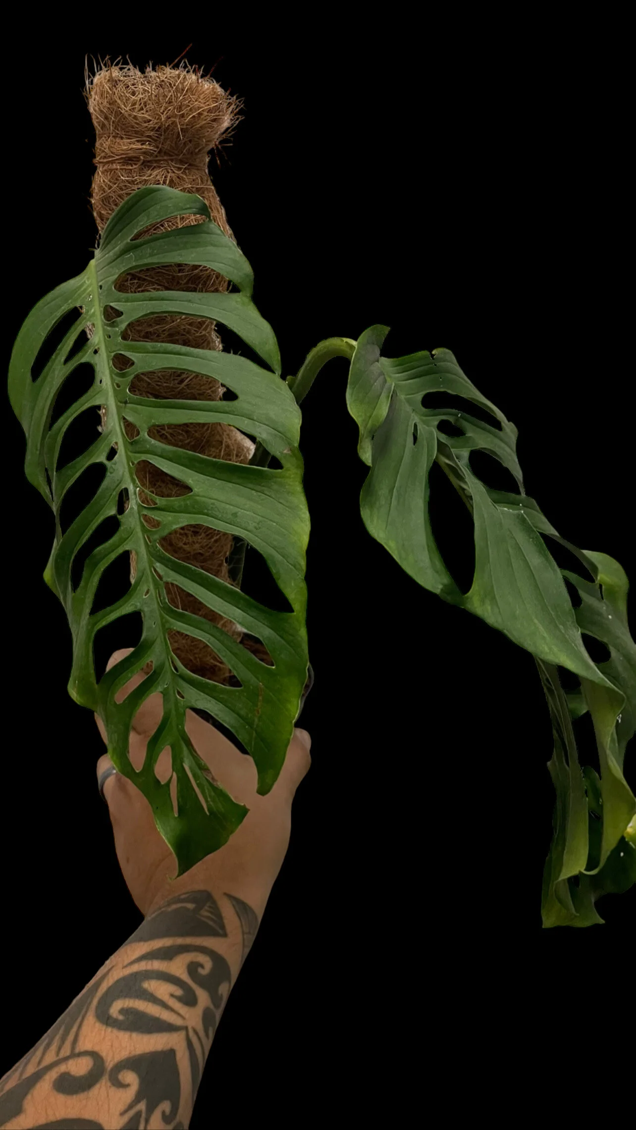 0DC2A603-9498-4826-B21F-D65C7452D28C