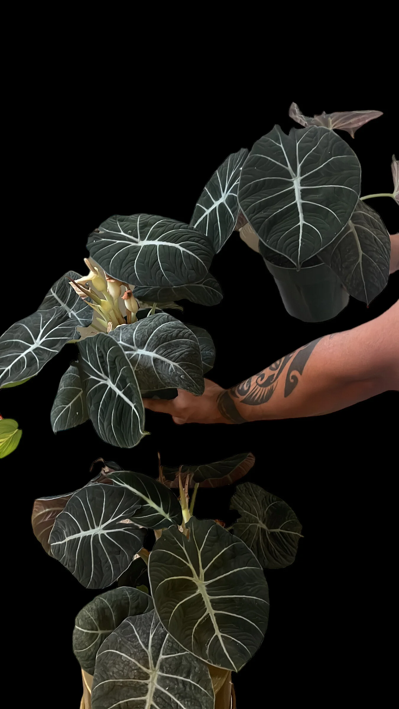 80BF52E5-F022-46F4-BA65-6CC46992564C