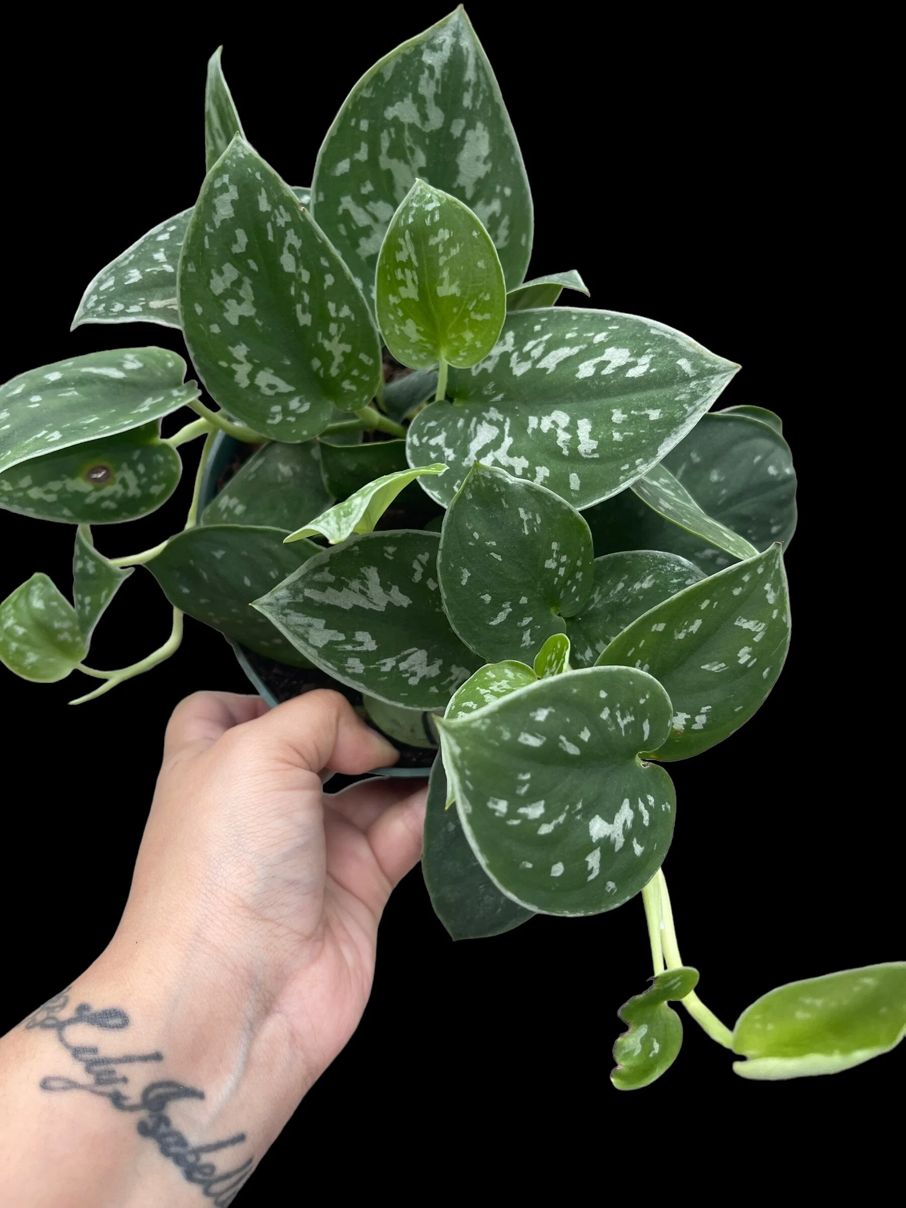 94E8F368-B72D-4473-BDA2-D1F3834D7858