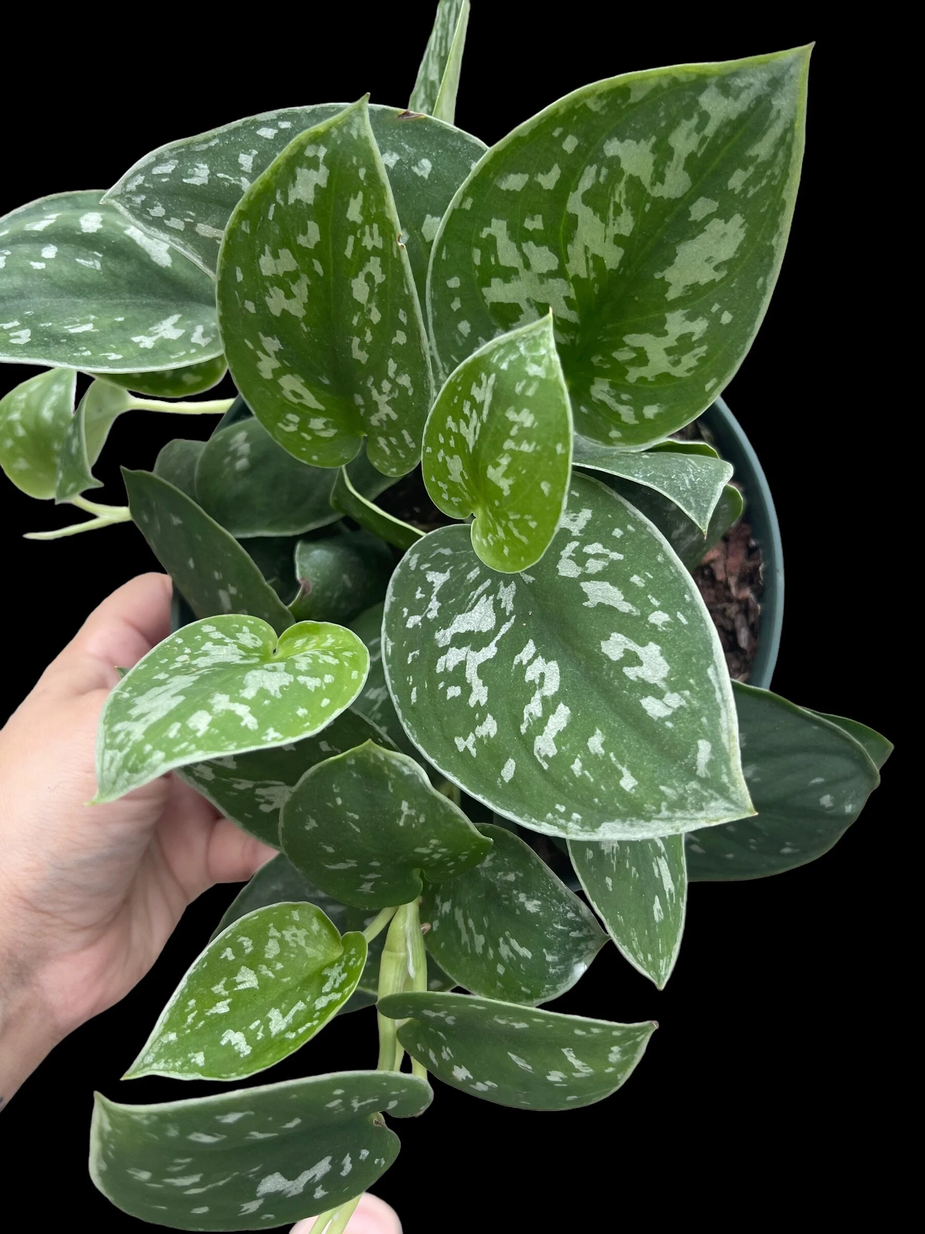 1707362F-B2B1-4385-BA47-2382AED9C44C