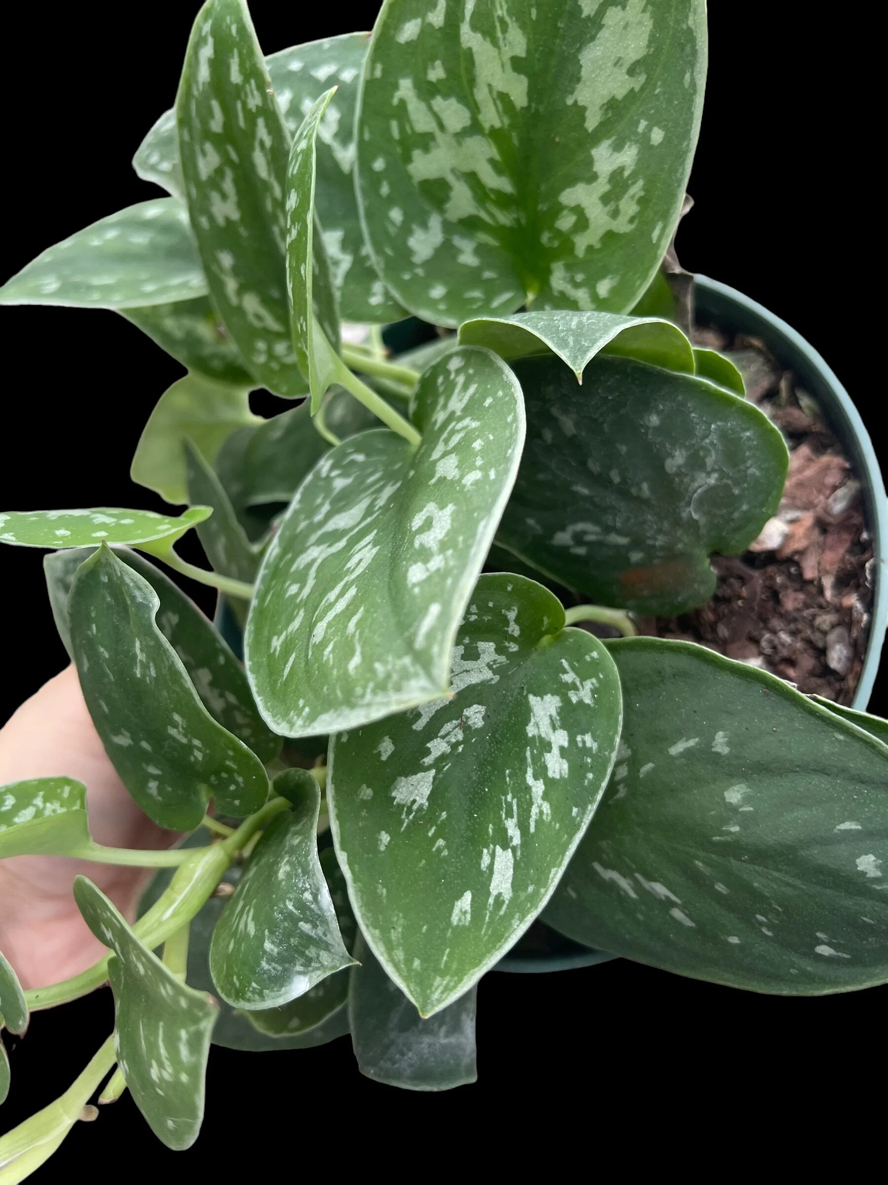 EB1396A0-A4BB-4651-893E-B4A503183242