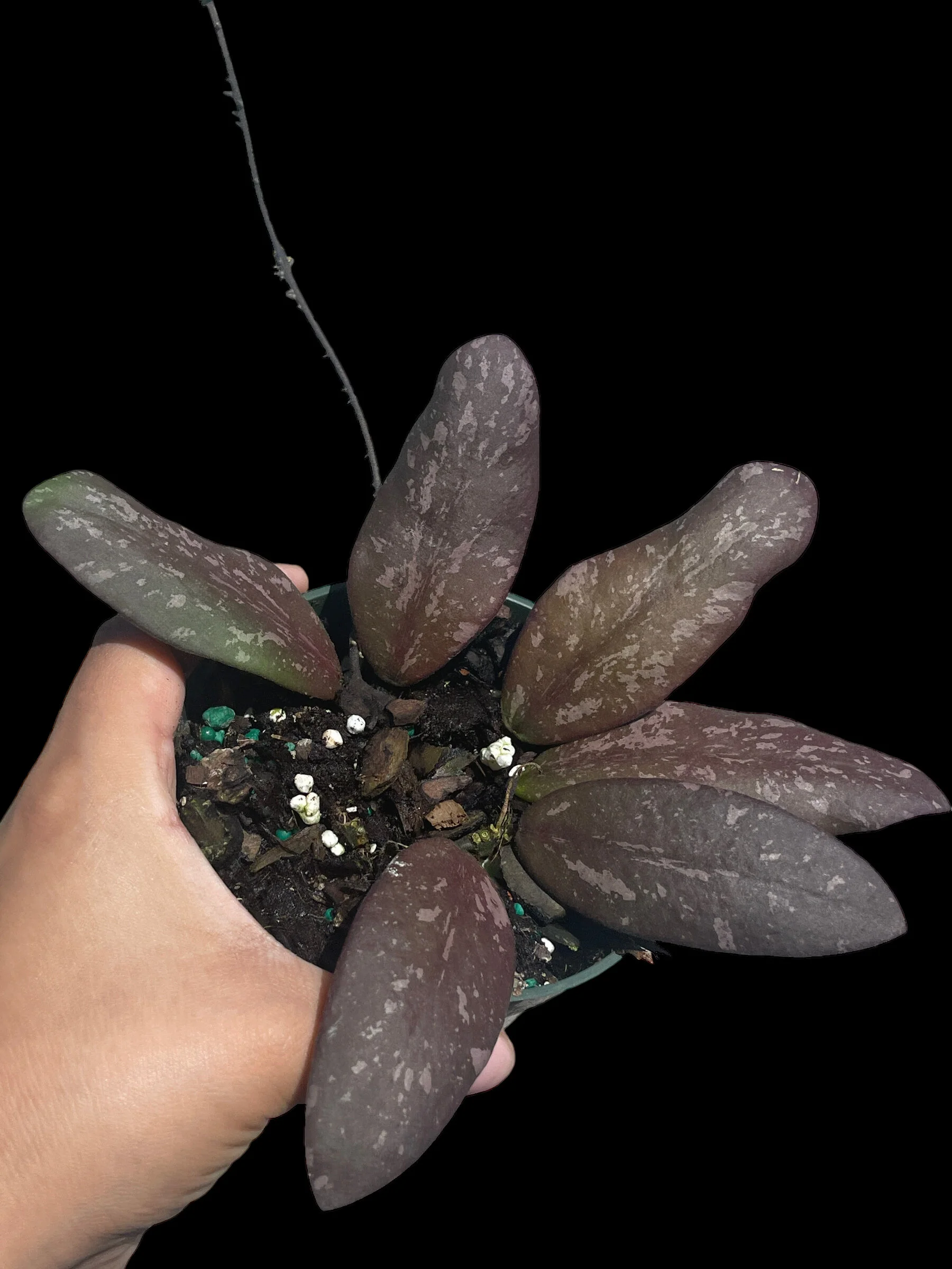 39C7D50D-09D2-4673-9EA1-E7B7EFA8AA2D