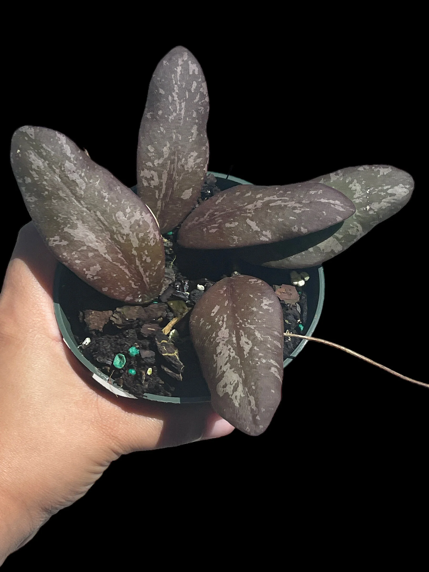 20F8A0A1-955B-4258-A835-38B4ADF751D0