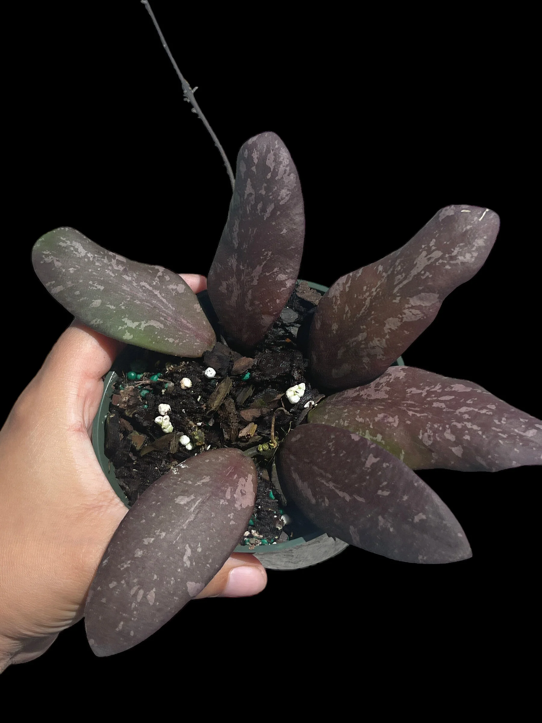 2F7414AA-5D6B-418A-9934-17E89749C22D