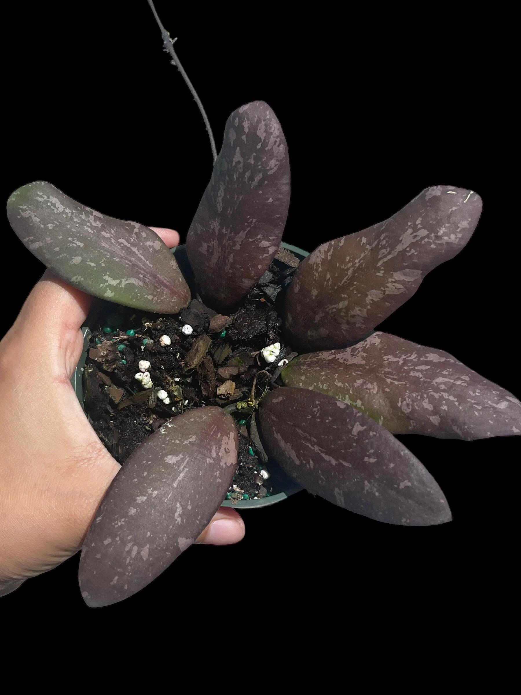 B0824352-E9C0-44FF-9D3B-3DB240247163