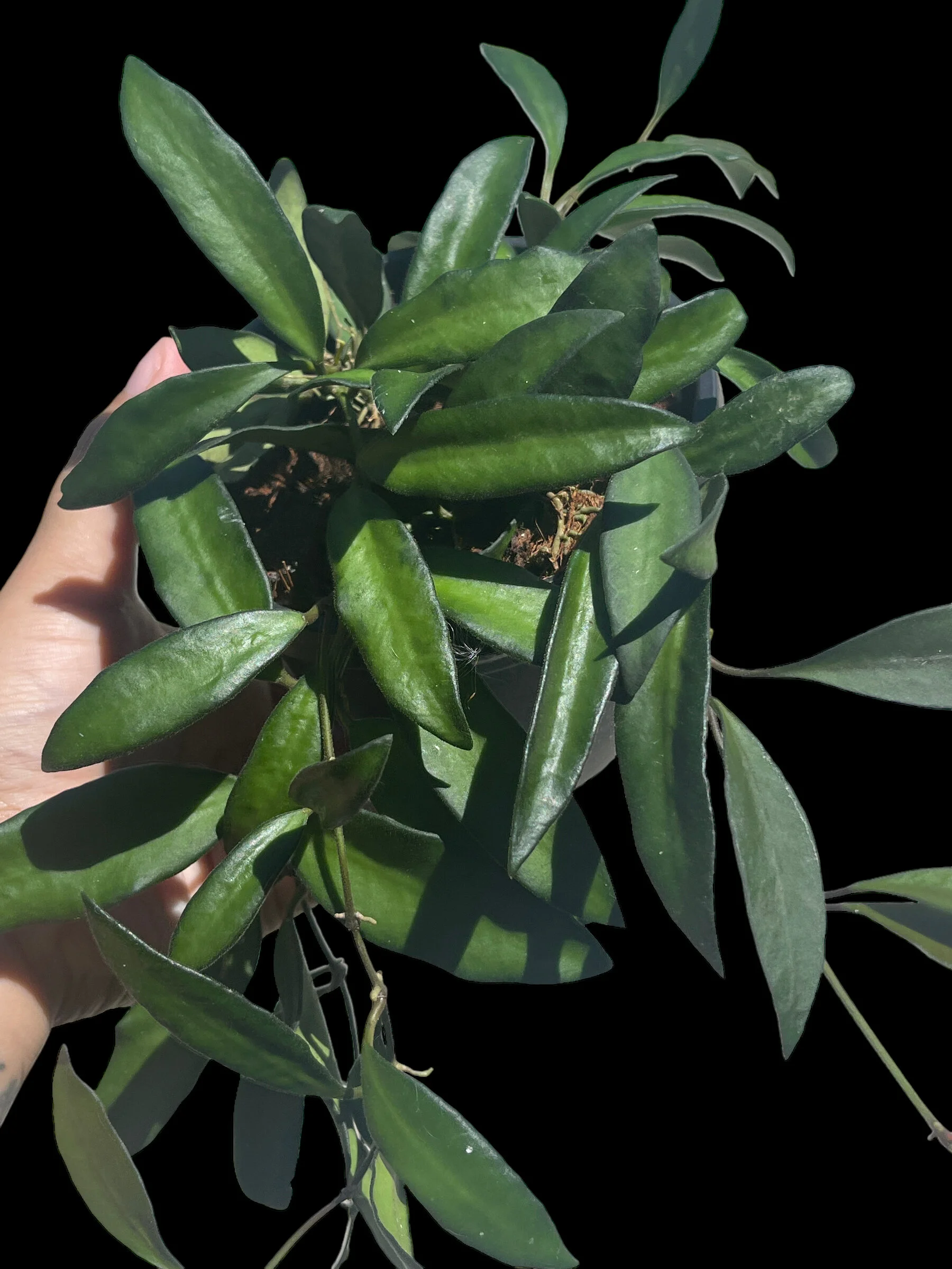 6E41B88B-D66A-4413-A520-1B723260AFAC